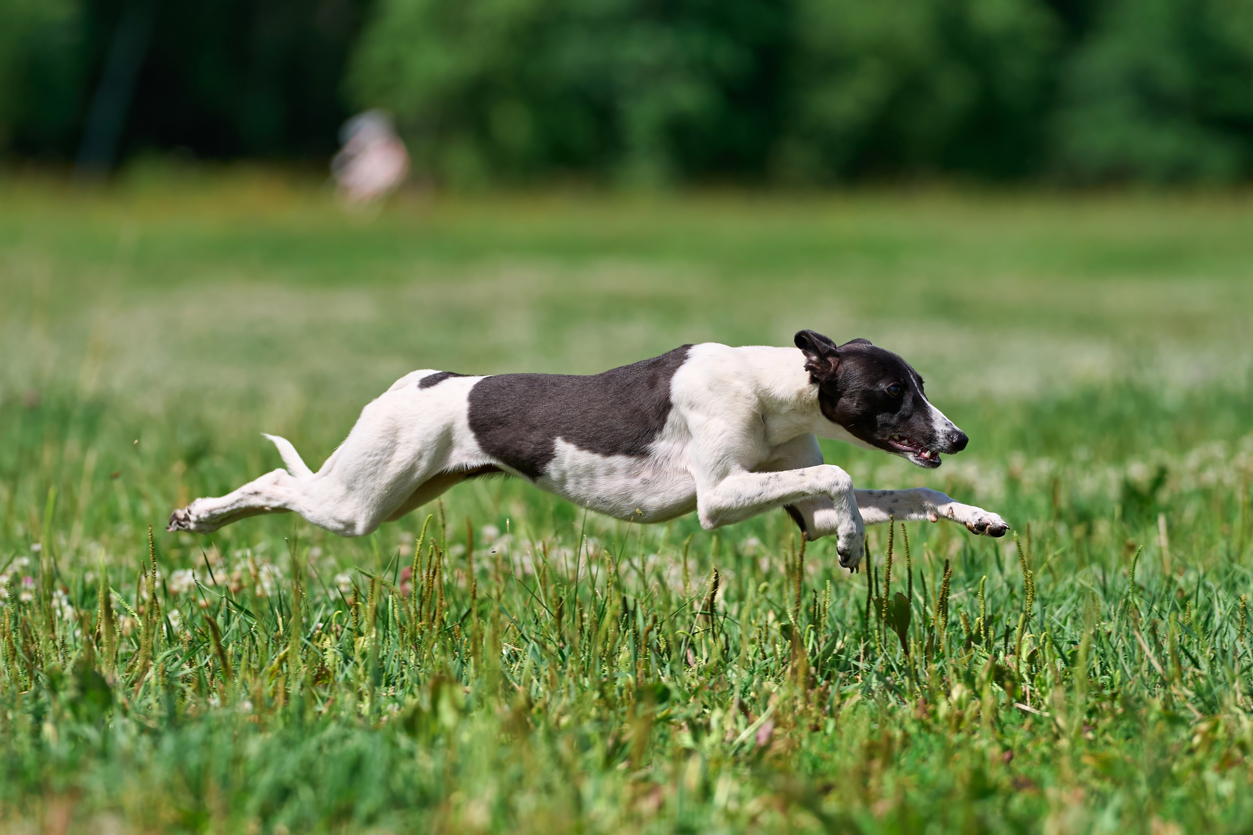 Тренировка по курсингу в Донино. Фотограф-анималист Михаил Манухин