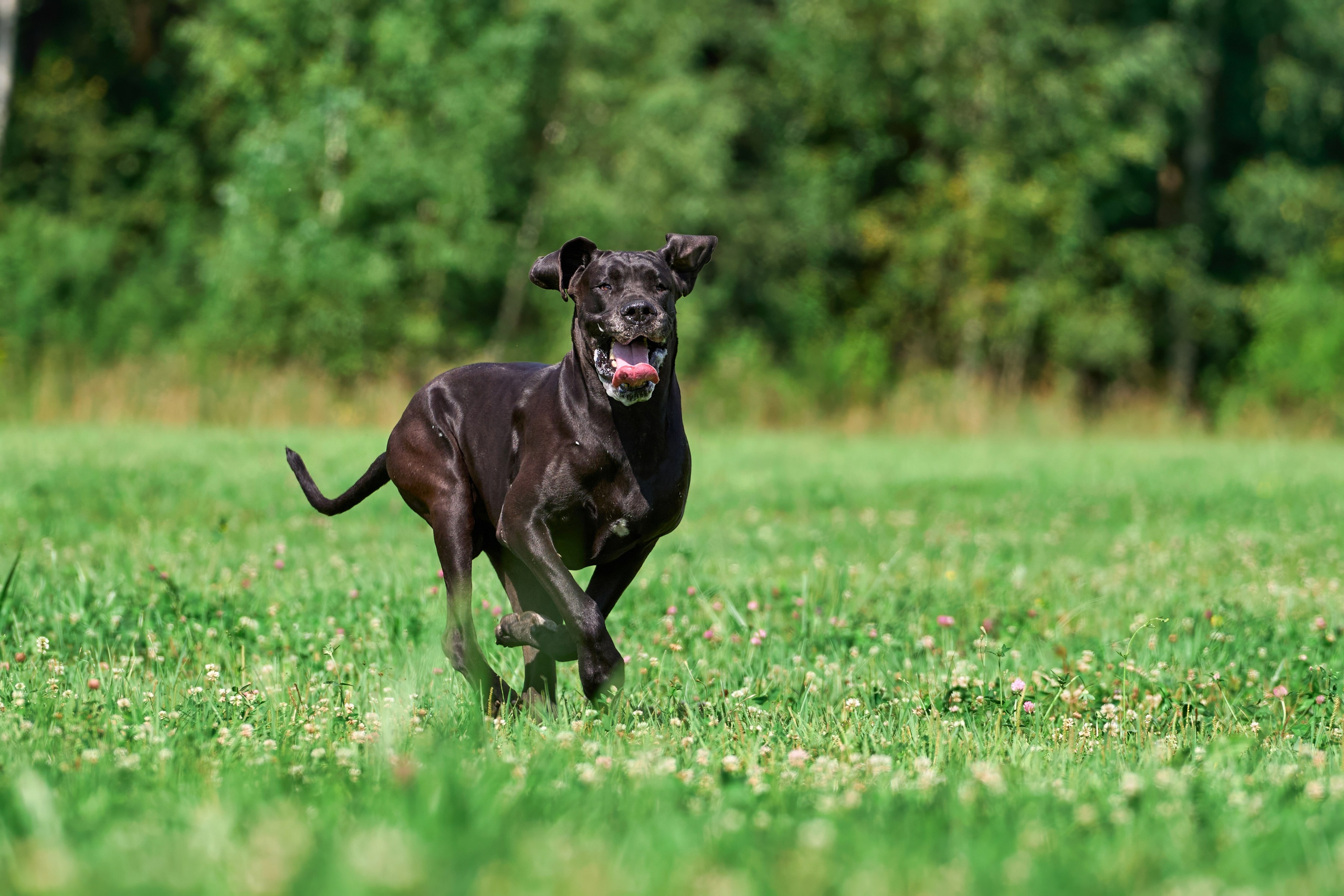 Тренировка в Донино. Фотограф-анималист Михаил Манухин