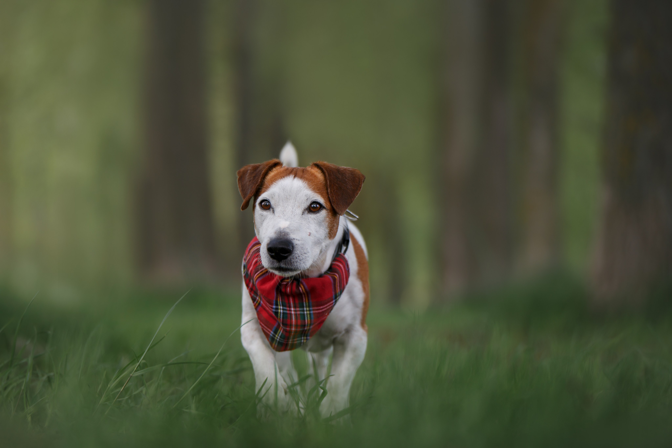Фотограф Анималист в Москве Анастасия Жучкова