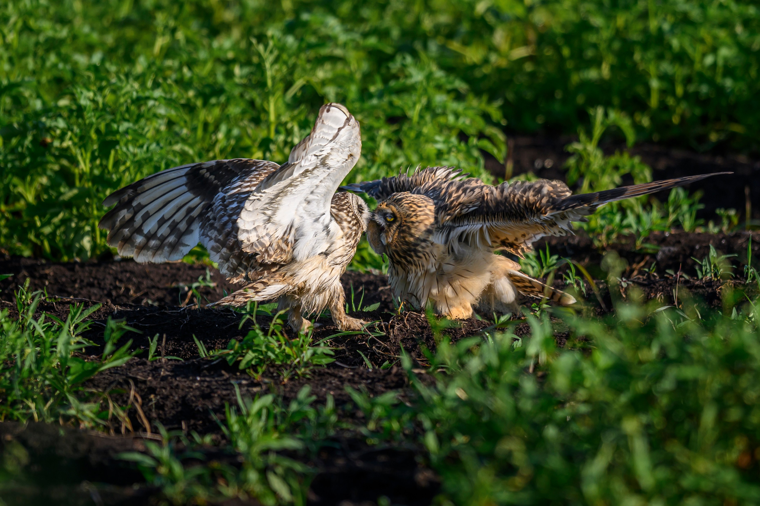 Совята завтракают. The owlets are having breakfast. Wildlife photography by Sergey Puponin