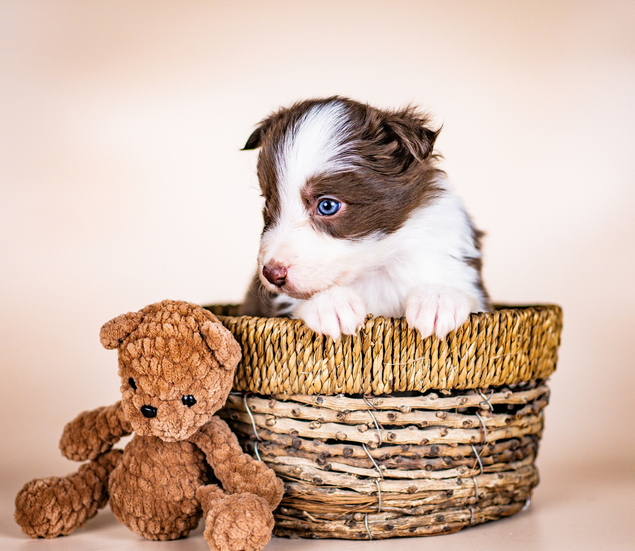 Фритсвит. Семейный фотограф Ефремова Виктория
