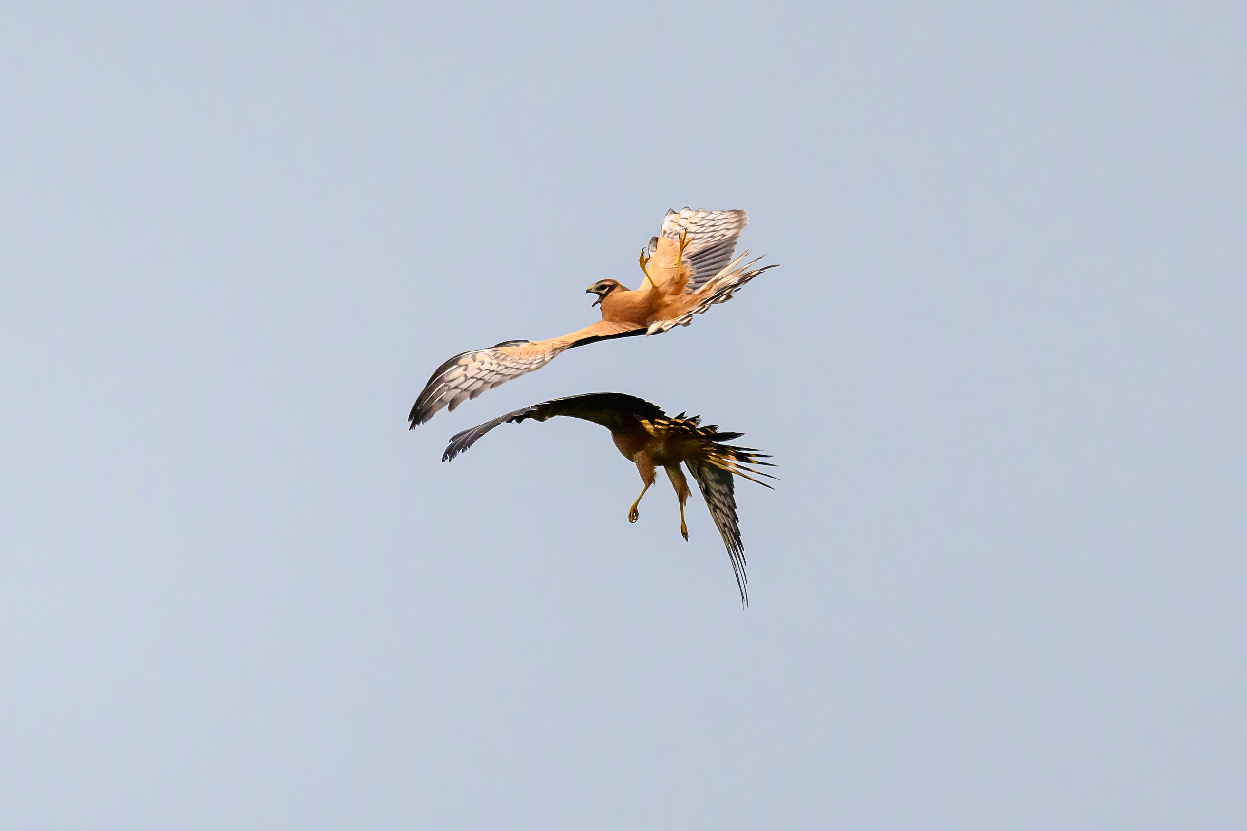 Журавли опять мимо. The cranes are passing by again. Фотограф Сергей Пупонин
