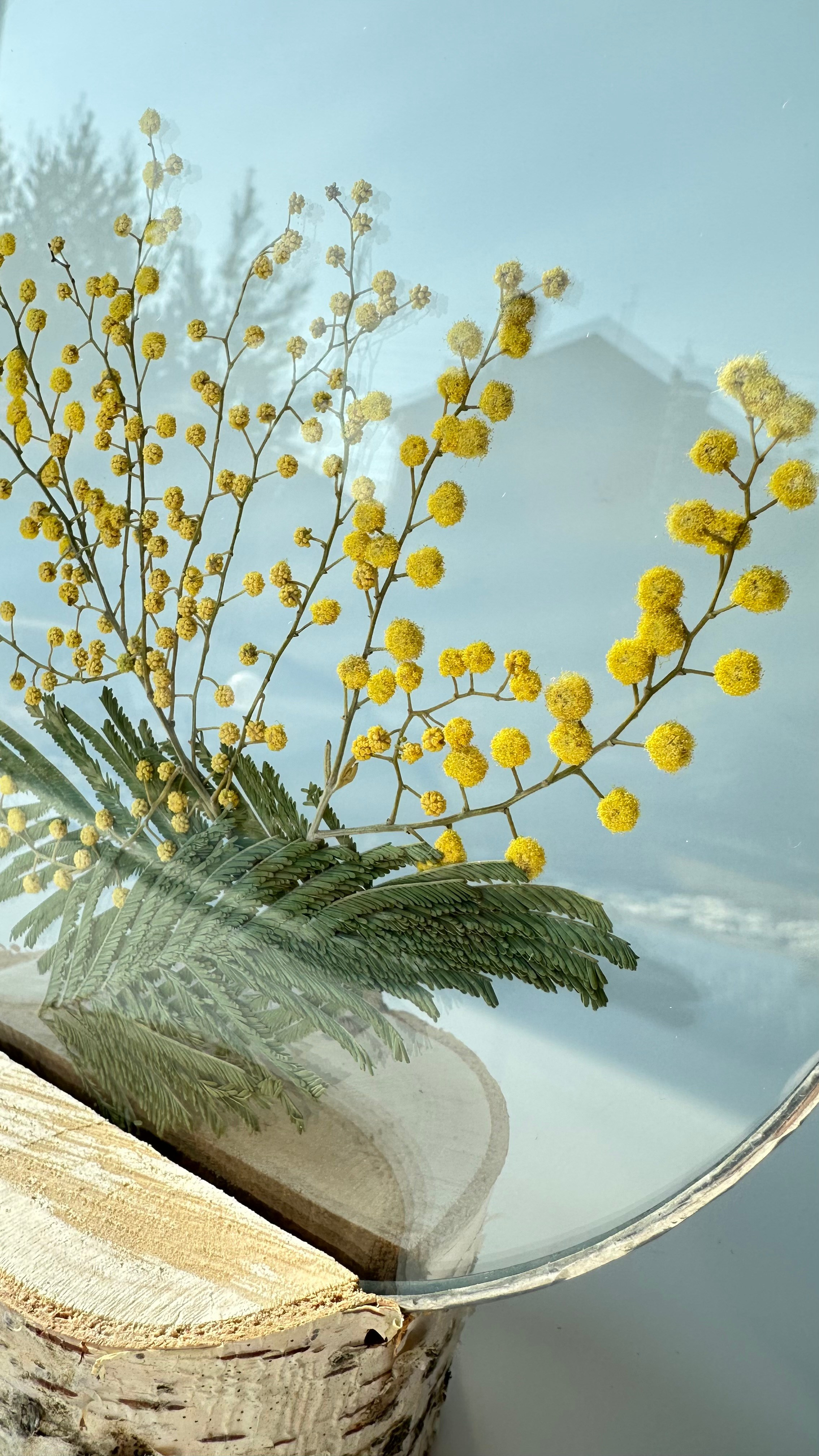 Мимоза круг 20 см. Оформляю пространства. Витражи с сухоцветами в технике Тиффани