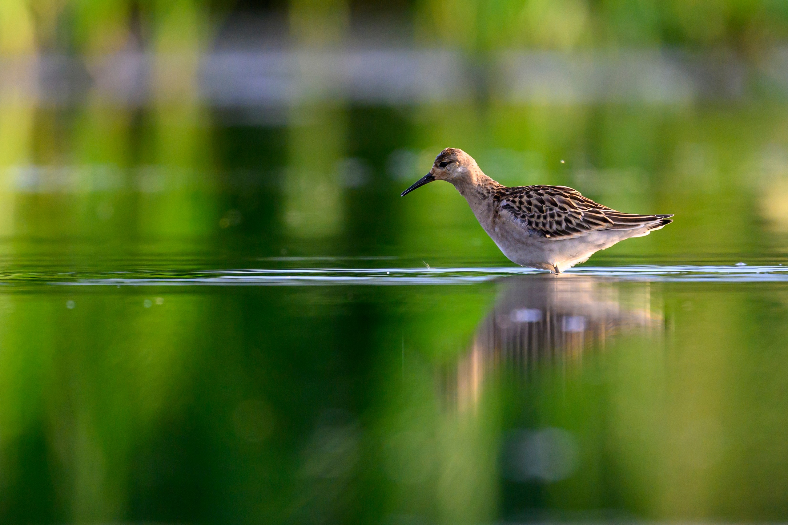 Веретенники, фифи и турухтаны. Godwits, Wood sandpipers and Ruffs. Фотограф Сергей Пупонин