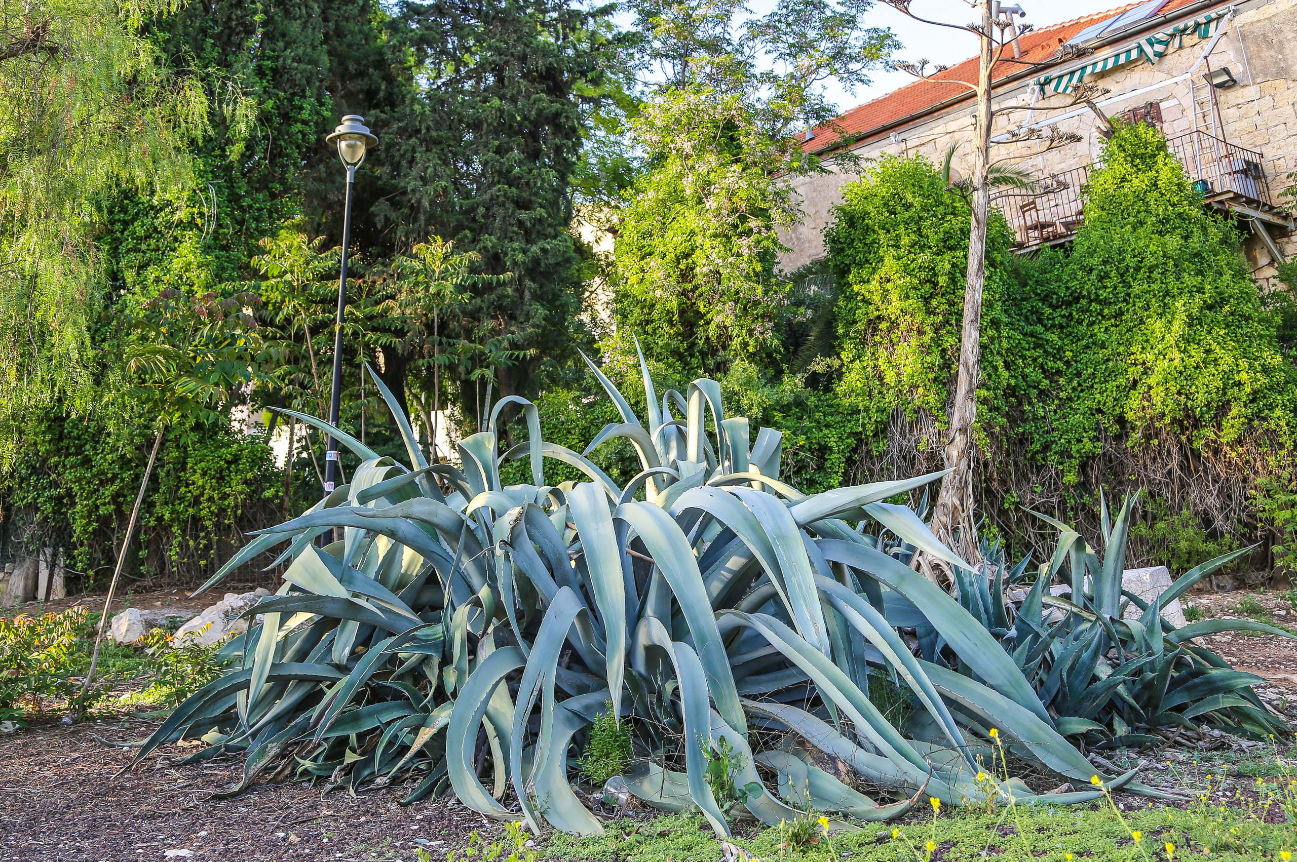 Израиль: «Под небом голубым есть город золотой…». Дарья Письменюк / Darya Leitstern — фотограф, музыкант, журналист, путешественник