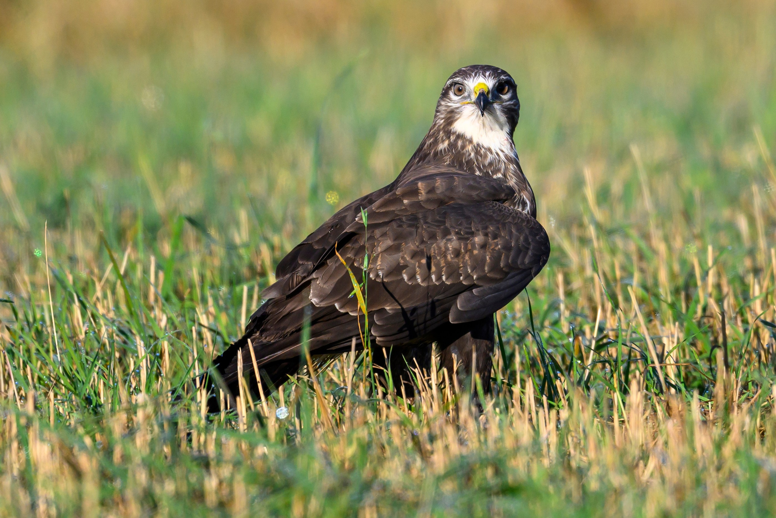 Канюк. Common Buzzard. Wildlife photography by Sergey Puponin