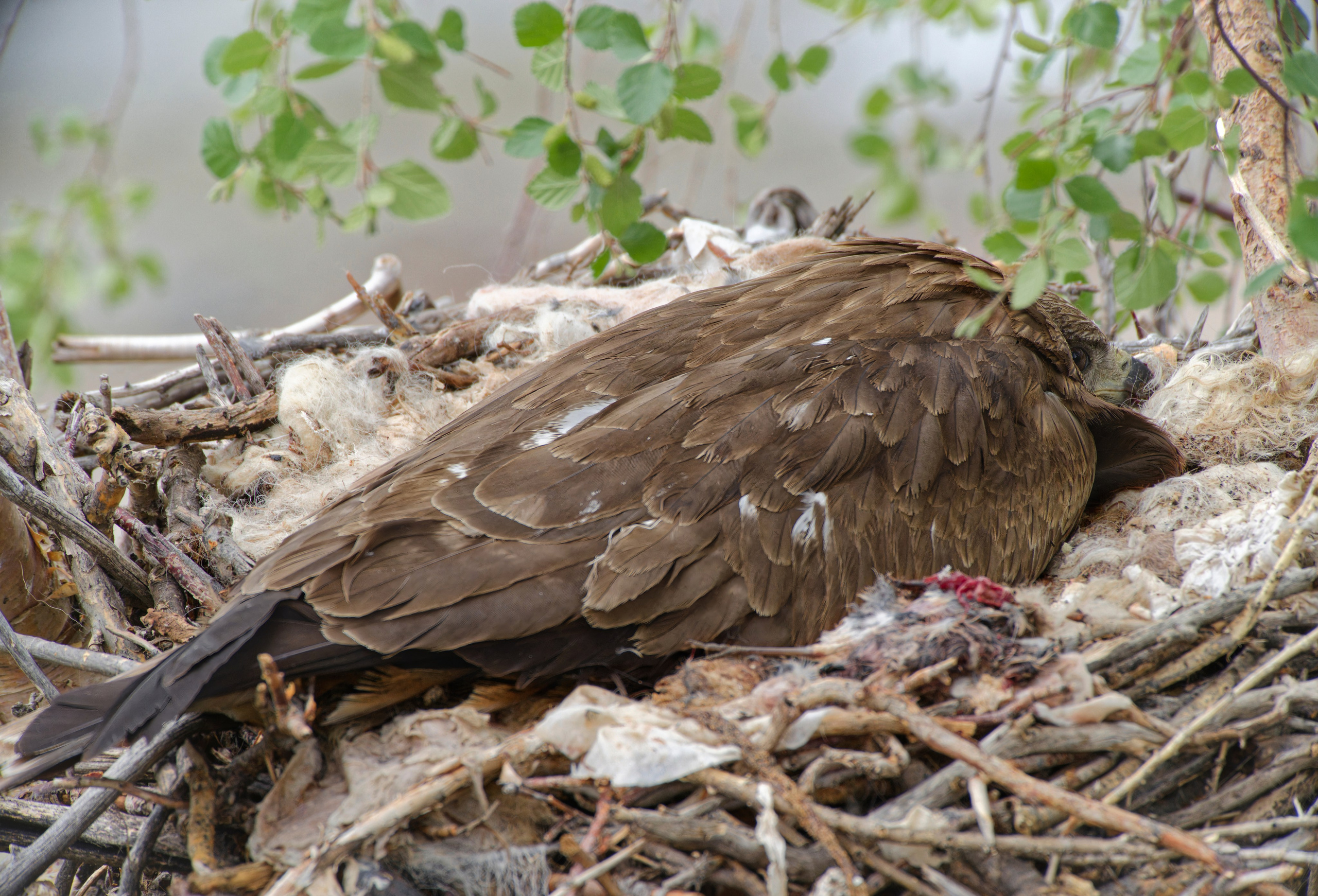 Экспедиция в Монголию (котловина больших озер). Семоха Валерий. Фотограф