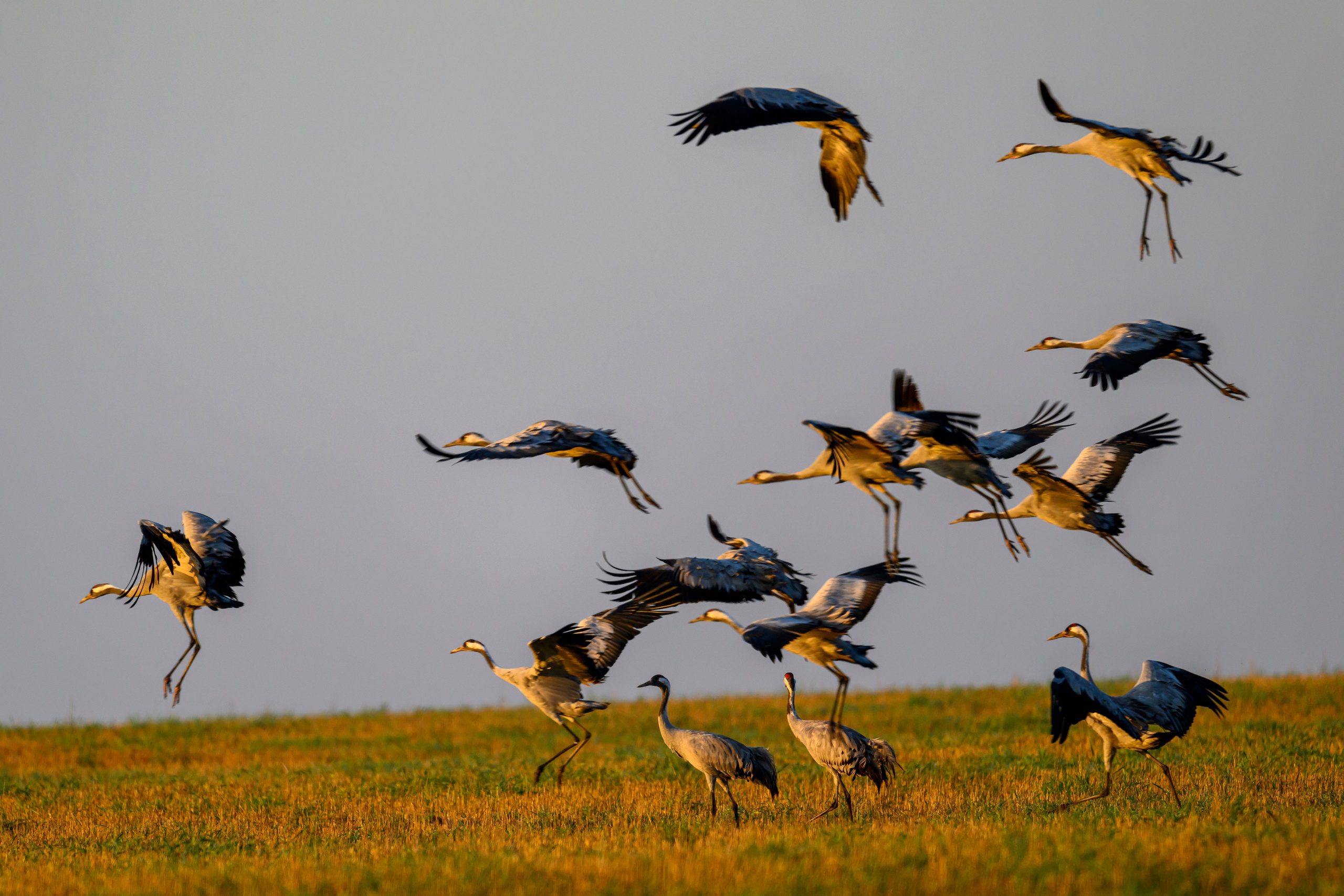 Танцы журавлей. Dances of the Cranes. Фотограф Сергей Пупонин