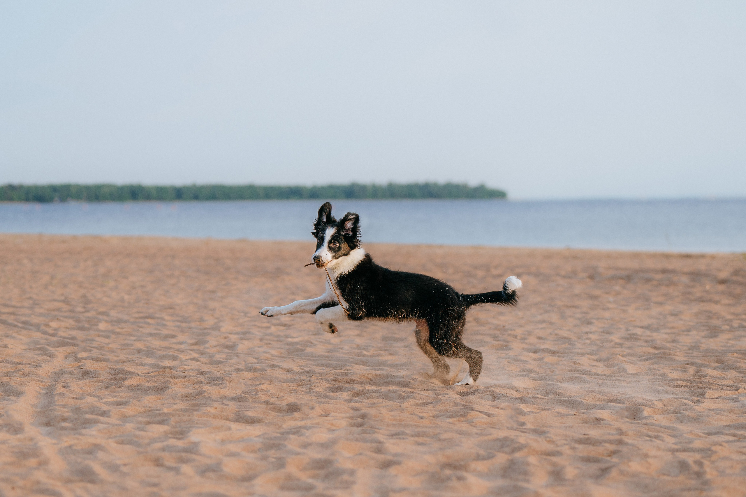 Фотосессия со щенками колли. Фотограф анималист в Спб недорого Олеся Майорова