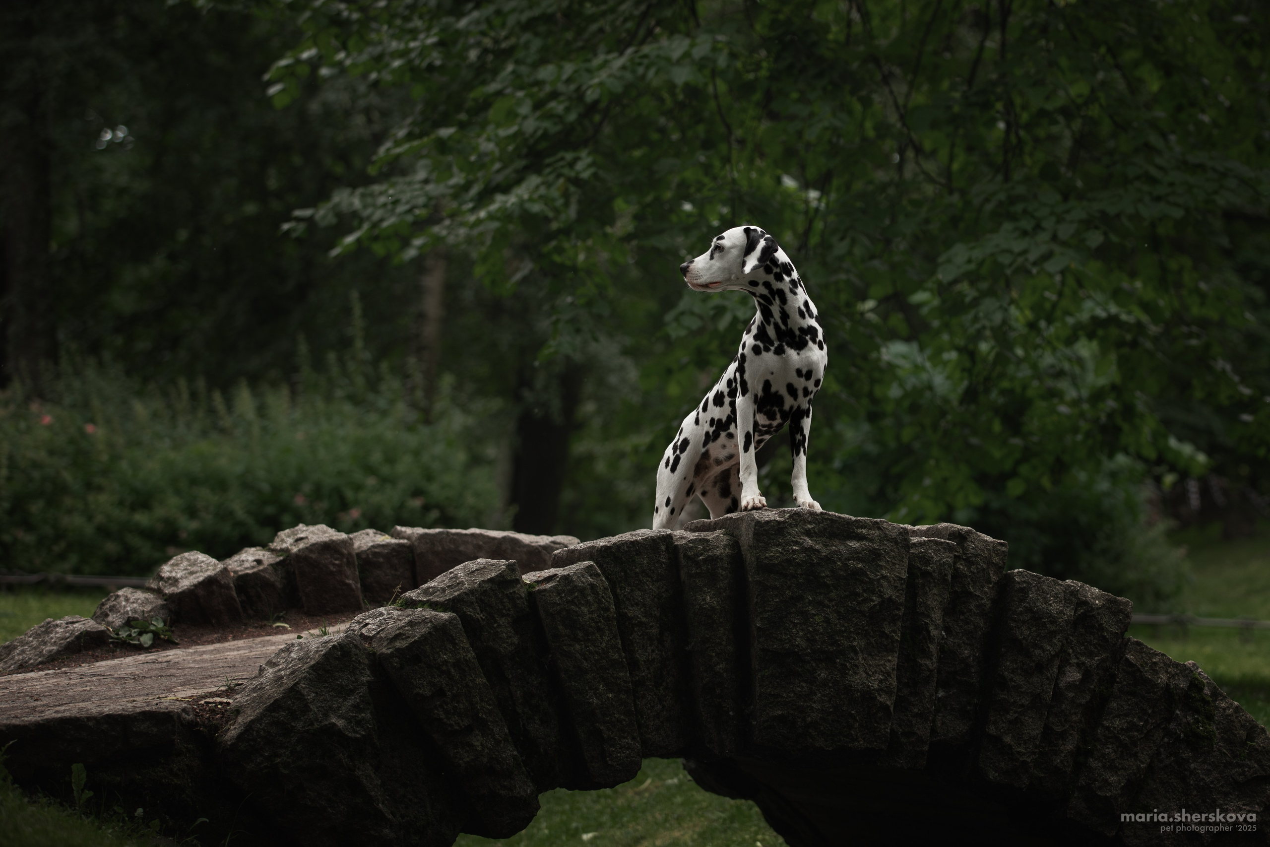 Услуги. Фотограф-анималист в Калуге Мария Шерскова