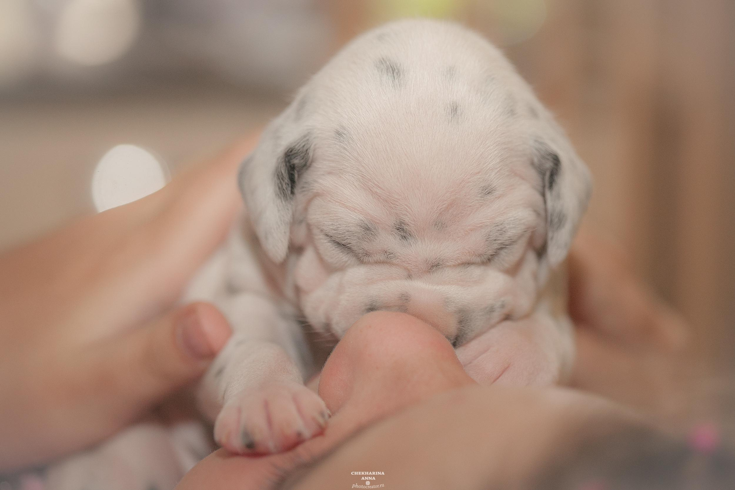 Профессиональный фотограф Чехарина Анна / pro photographer Chekharina