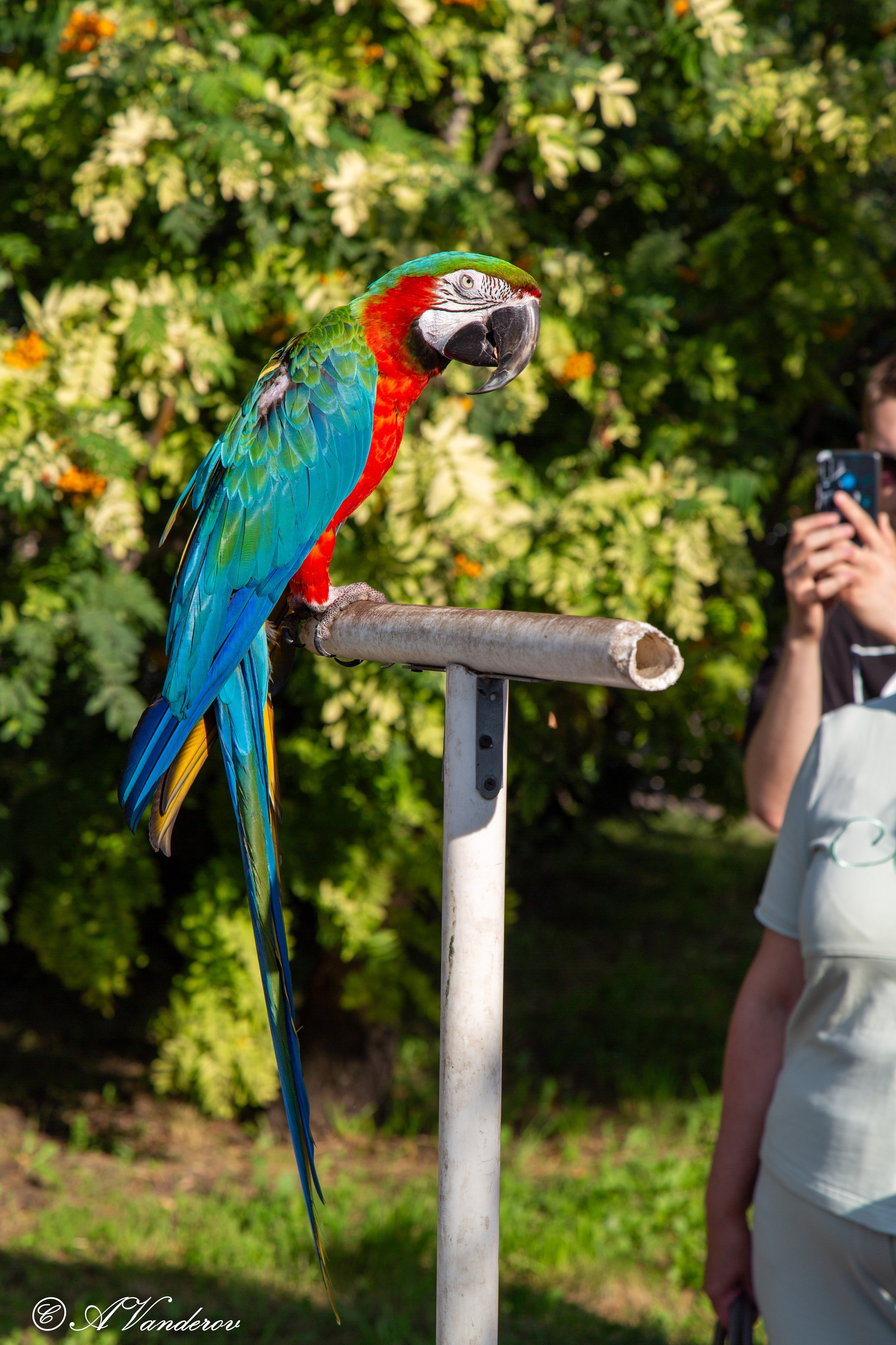 День города 03.08.2024. Фотограф Омск | Александр Вандеров