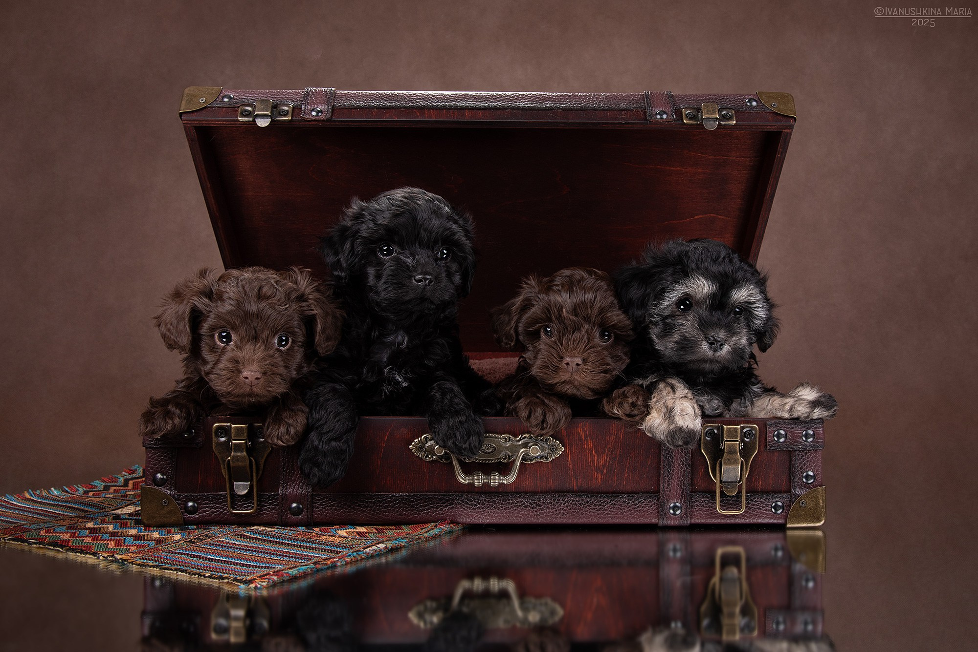 маленькие щенки в сундуке