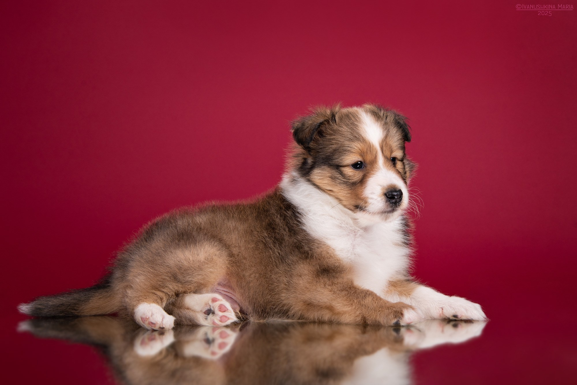 Фотосессия щенков на фонах. Фотограф собак в Москве и Московской области Иванушкина Мария