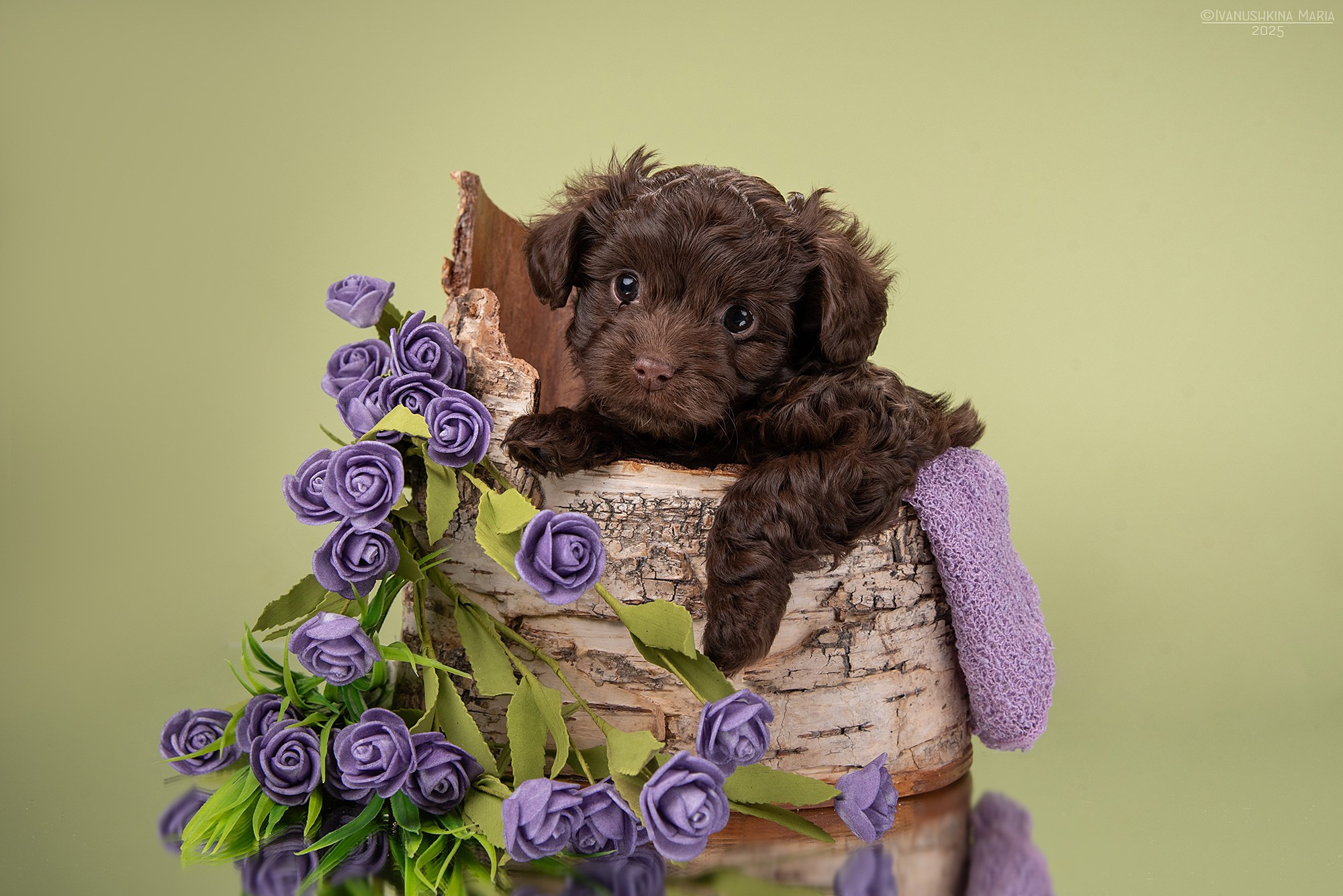 щенок русской цветной болонки