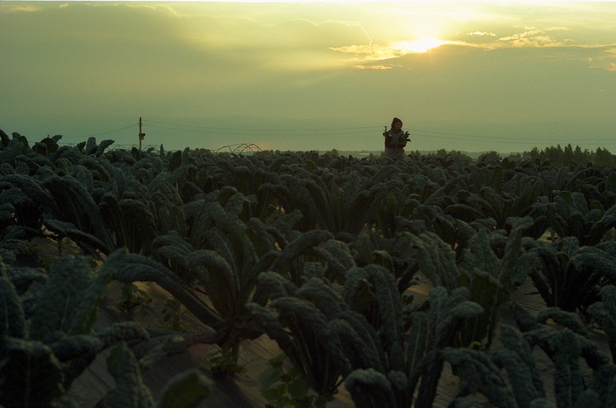 SuperFoodFarm. The history of the farm. Another person Pavel Potseluev. A photographer in 2025