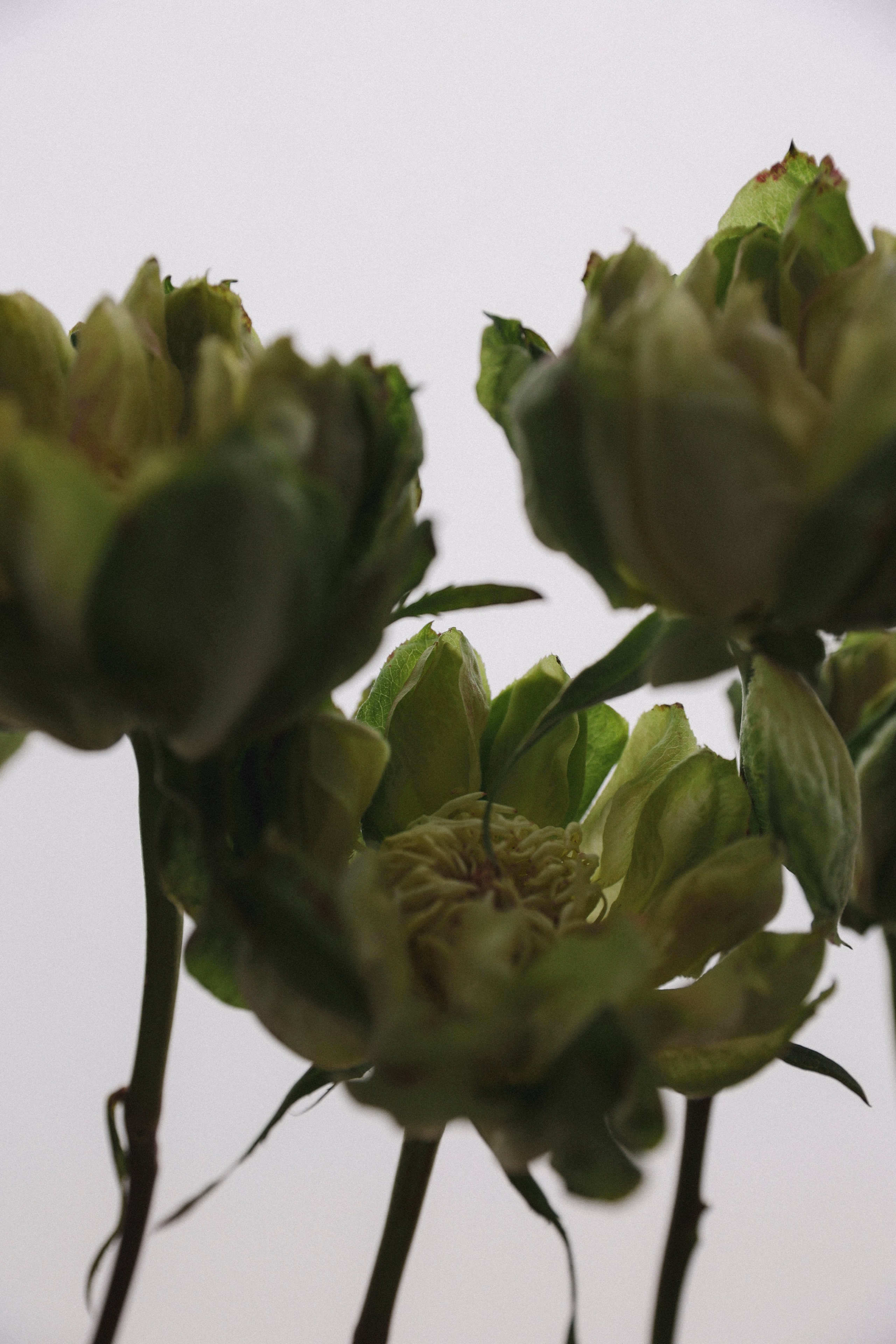 Свадебный, портретный, семейный фотограф. Севастополь, Ялта, Симферополь, Крым. Видеограф в Крыму на свадьбу