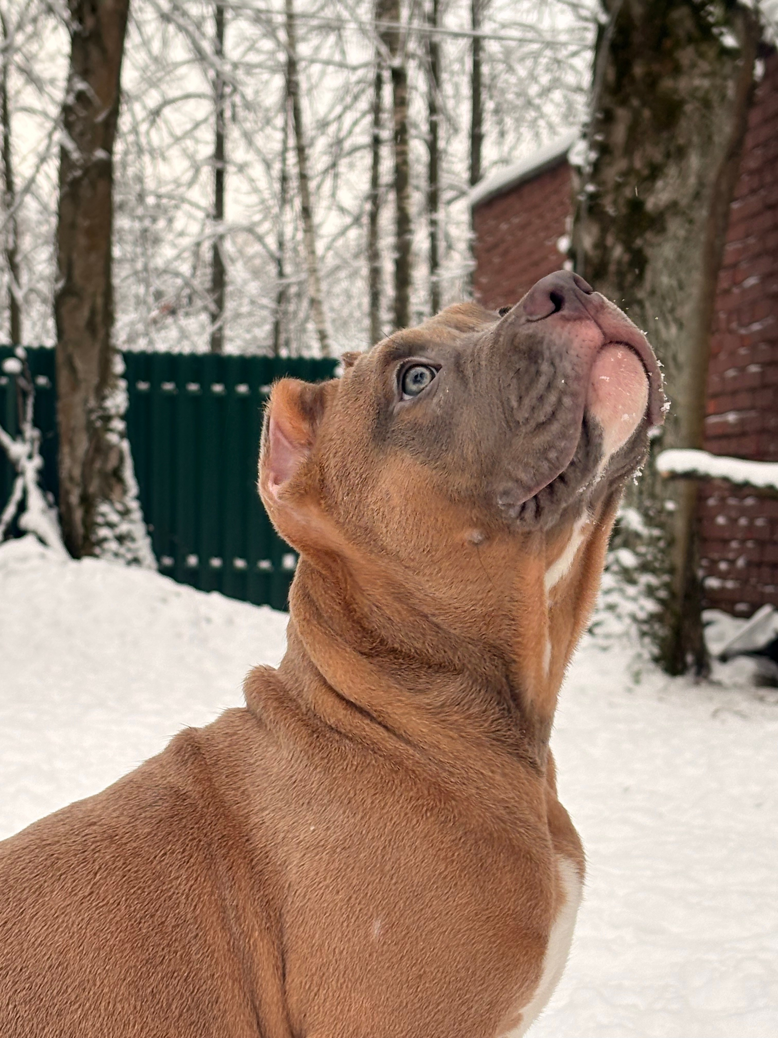 SANGRES FRESCA | Питомник американских булли в Москве и Московской области