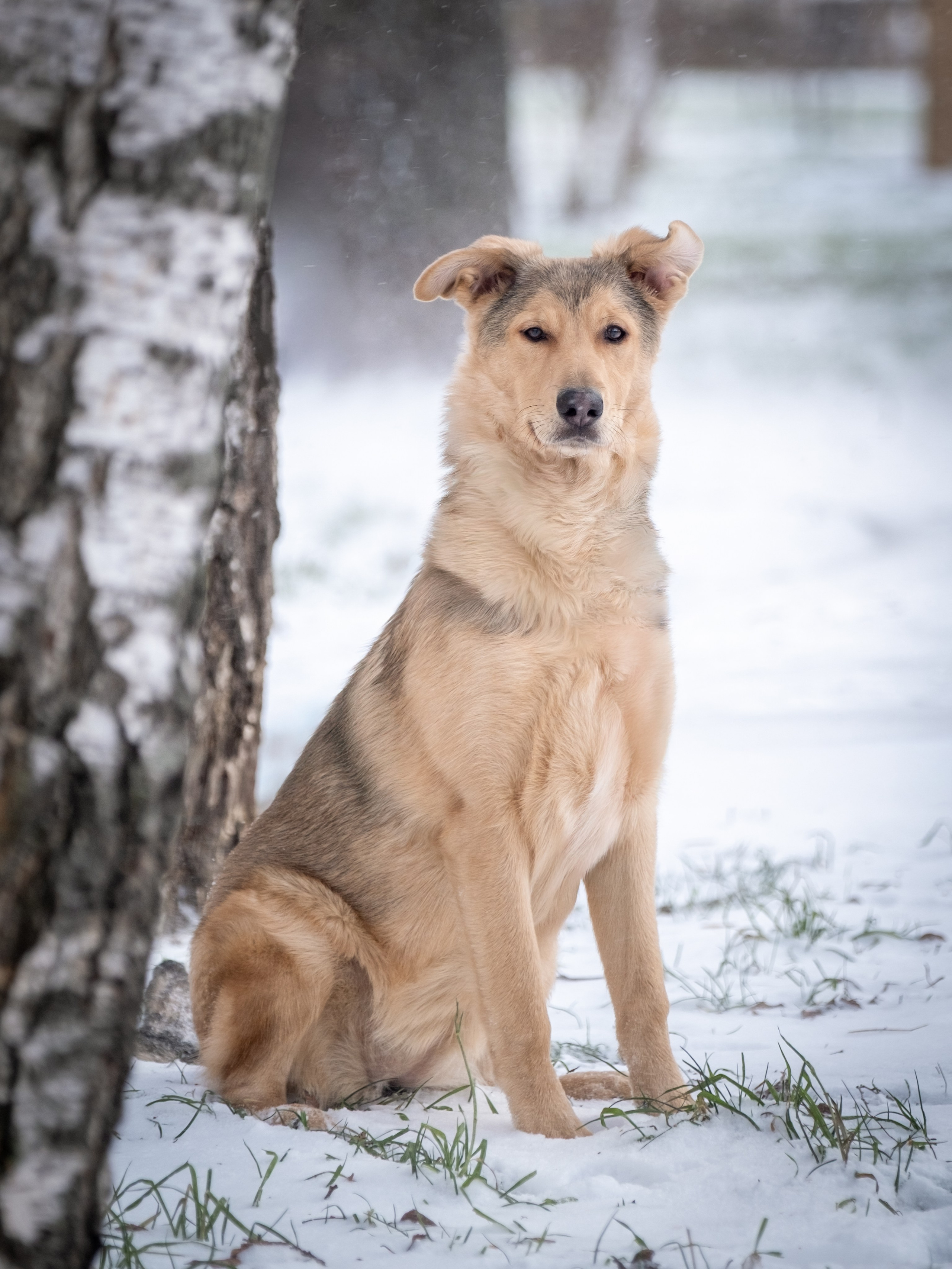 Съемки для пристройства!. Зоофотограф, фотограф животных в Москве и области Дина Дамоцева