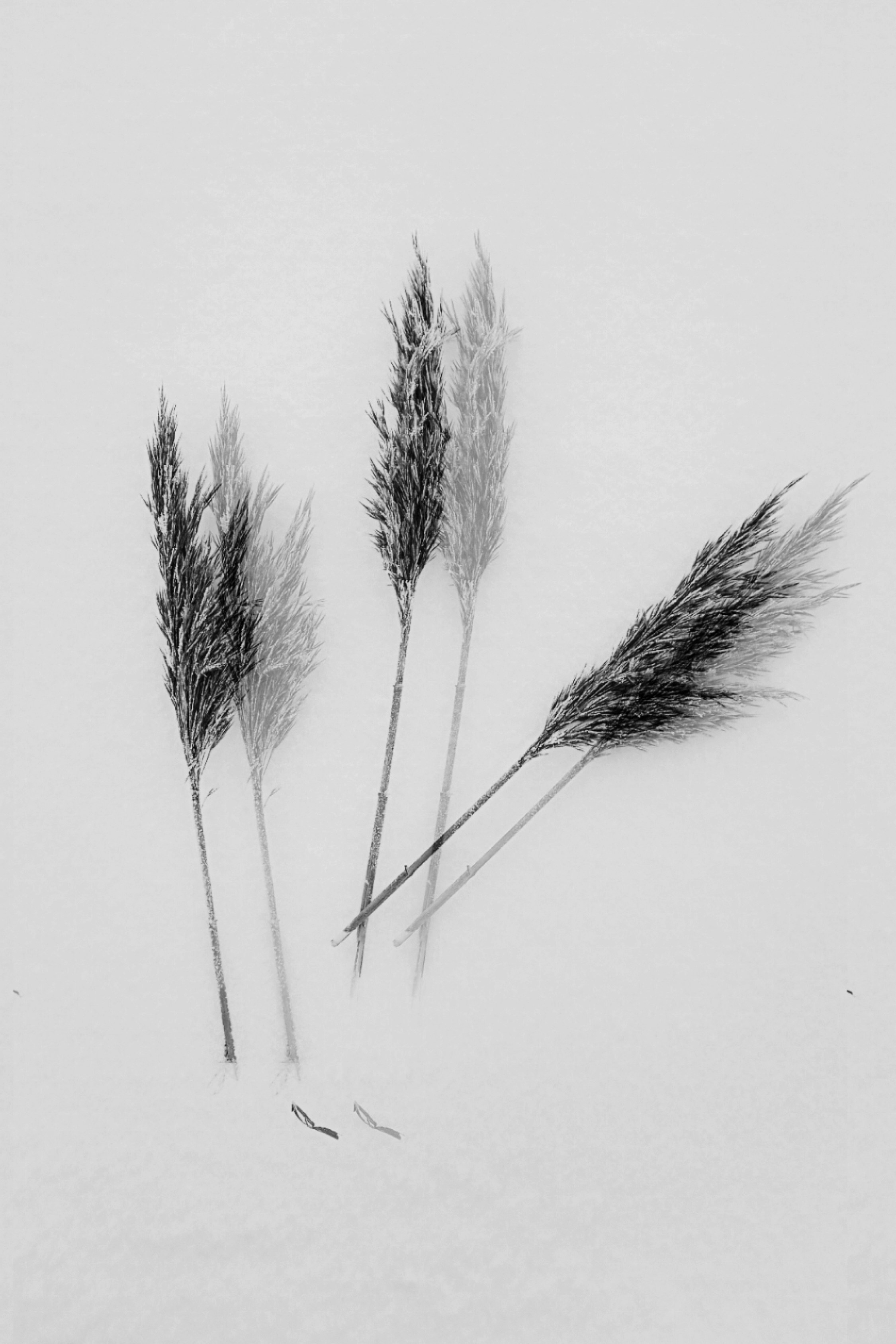 Затмение. Катерина Эделева