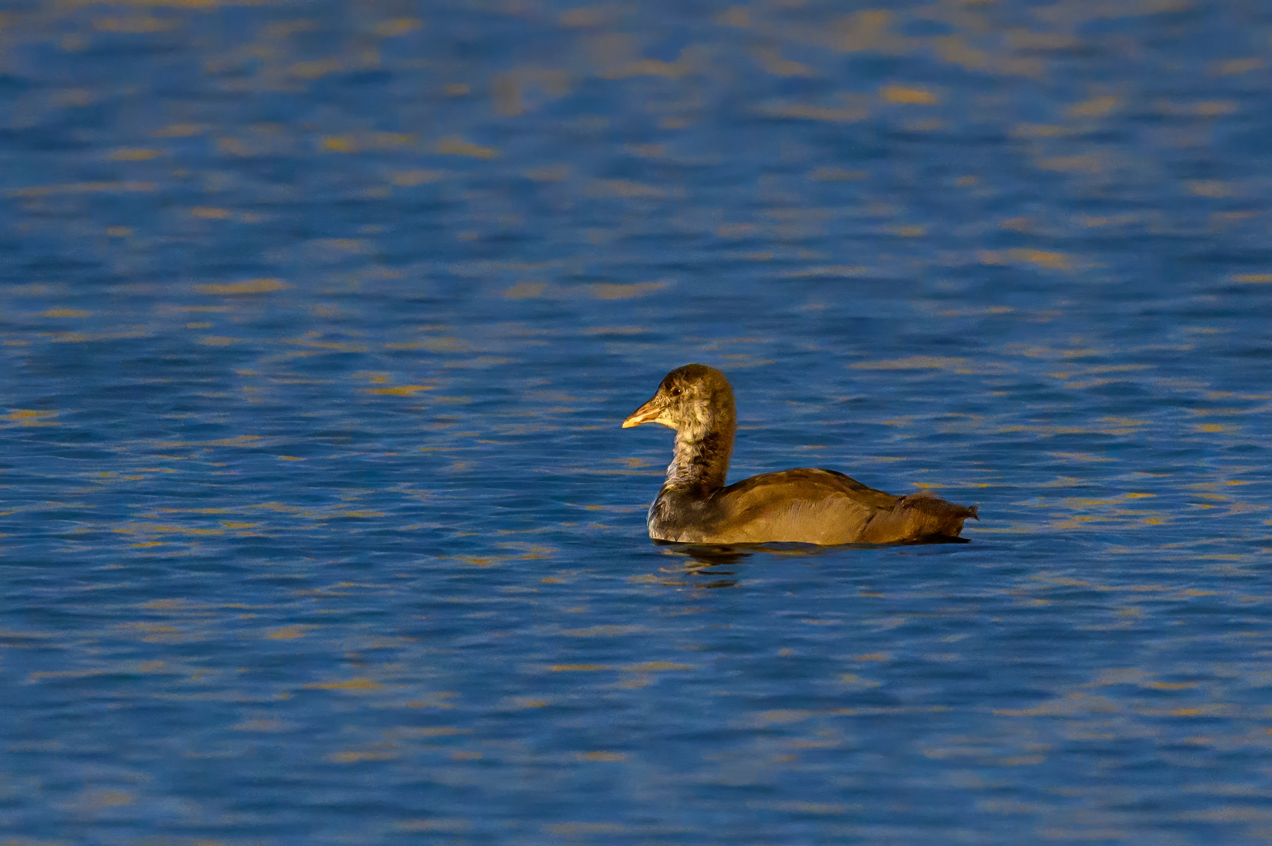 Скопа. Osprey. Wildlife photography by Sergey Puponin