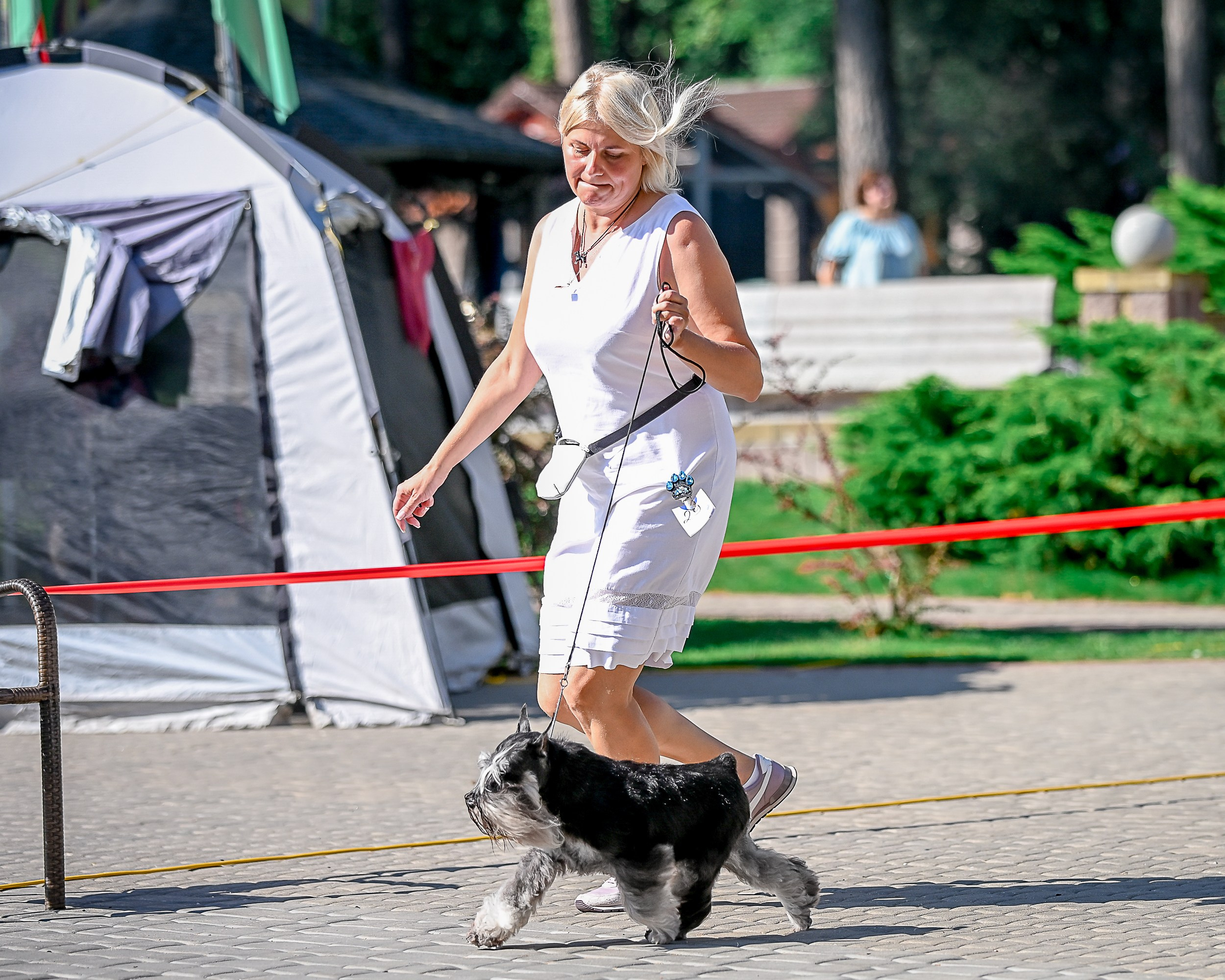 Софи/Asson Ari Vivien Marceau. Питомник цвергшнауцеров в Беларуси «Делинсо Бэлэнс»