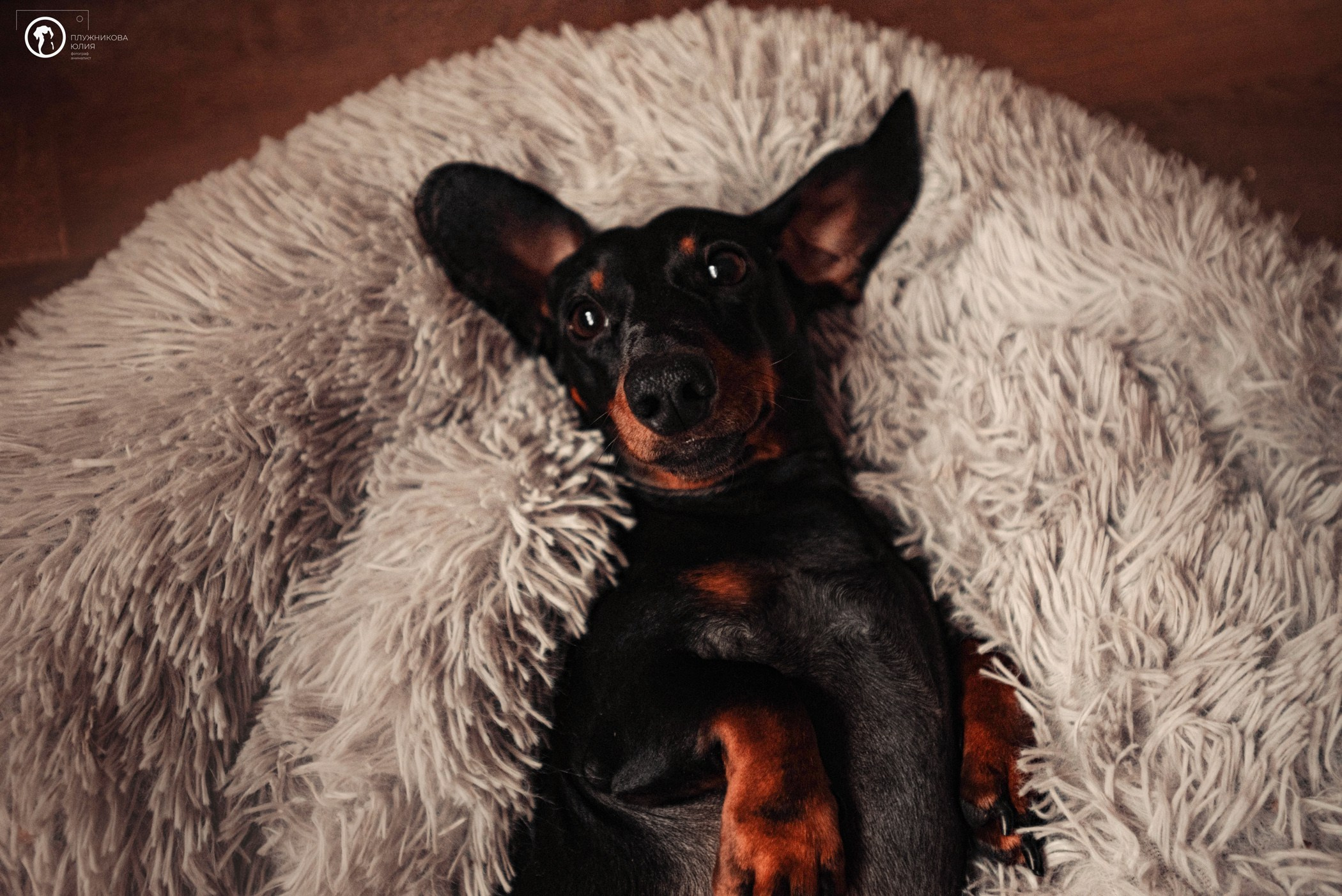 Таня и Грант. Фотограф — анималист Саратов/Москва|Плужникова Юлия