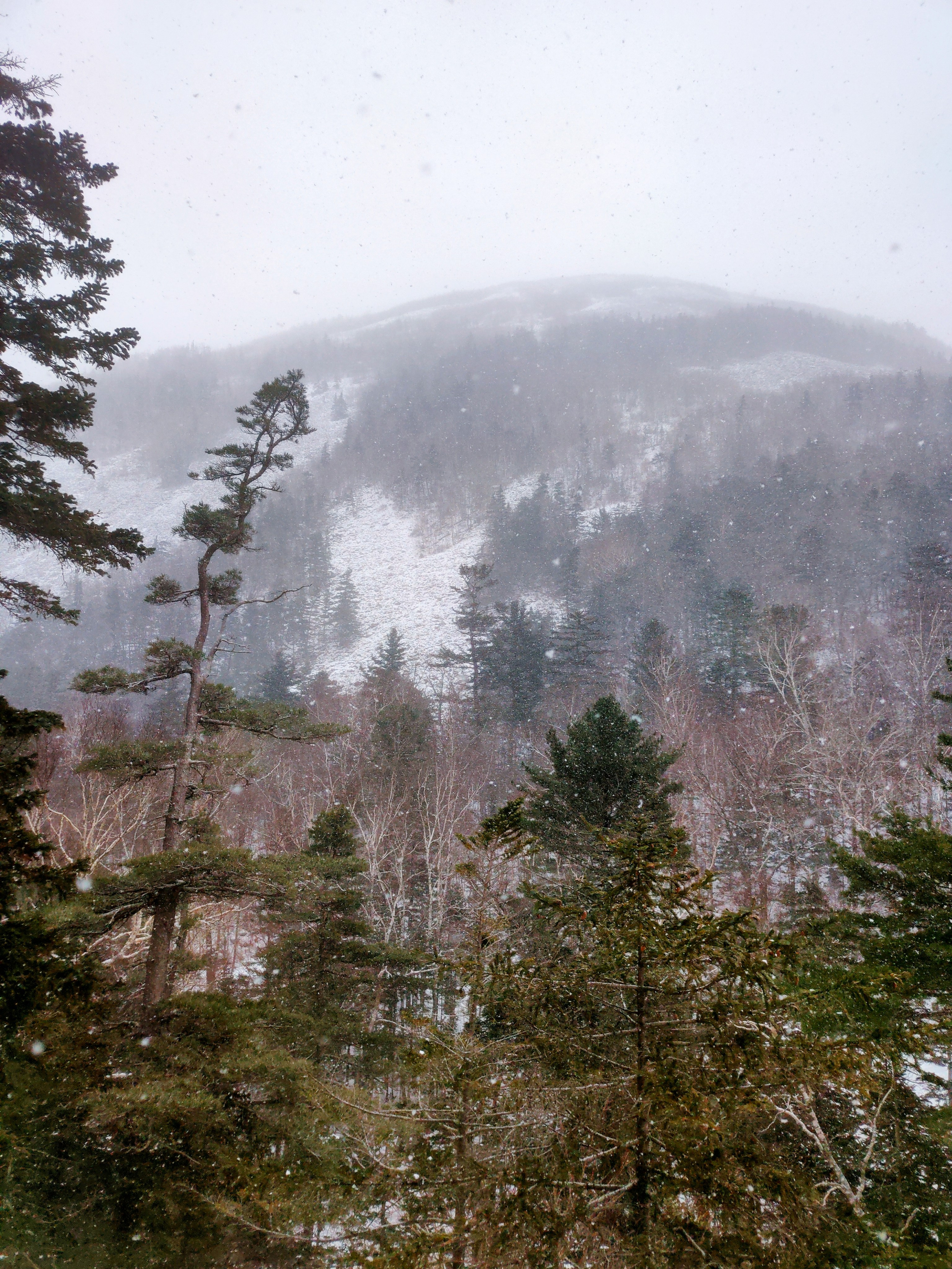 Сосны, снегопад и Фалаза - вертикальное пейзажное фото на смартфон
