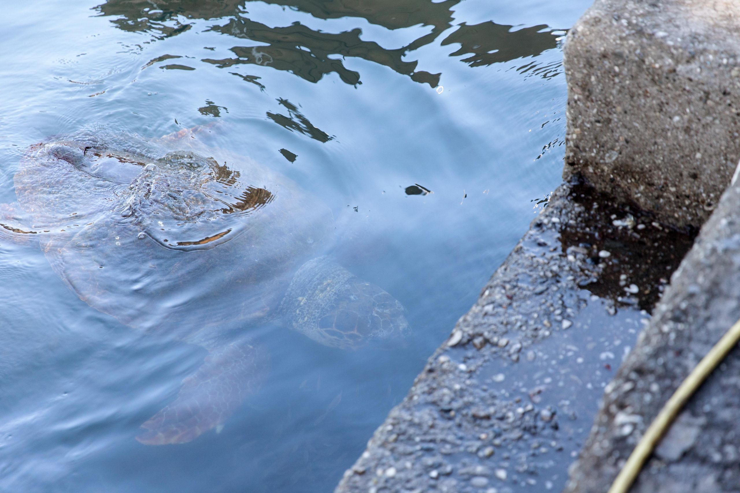 Турция 2021. Свадебный фотограф в Санкт-Петербурге Никита Кузякин