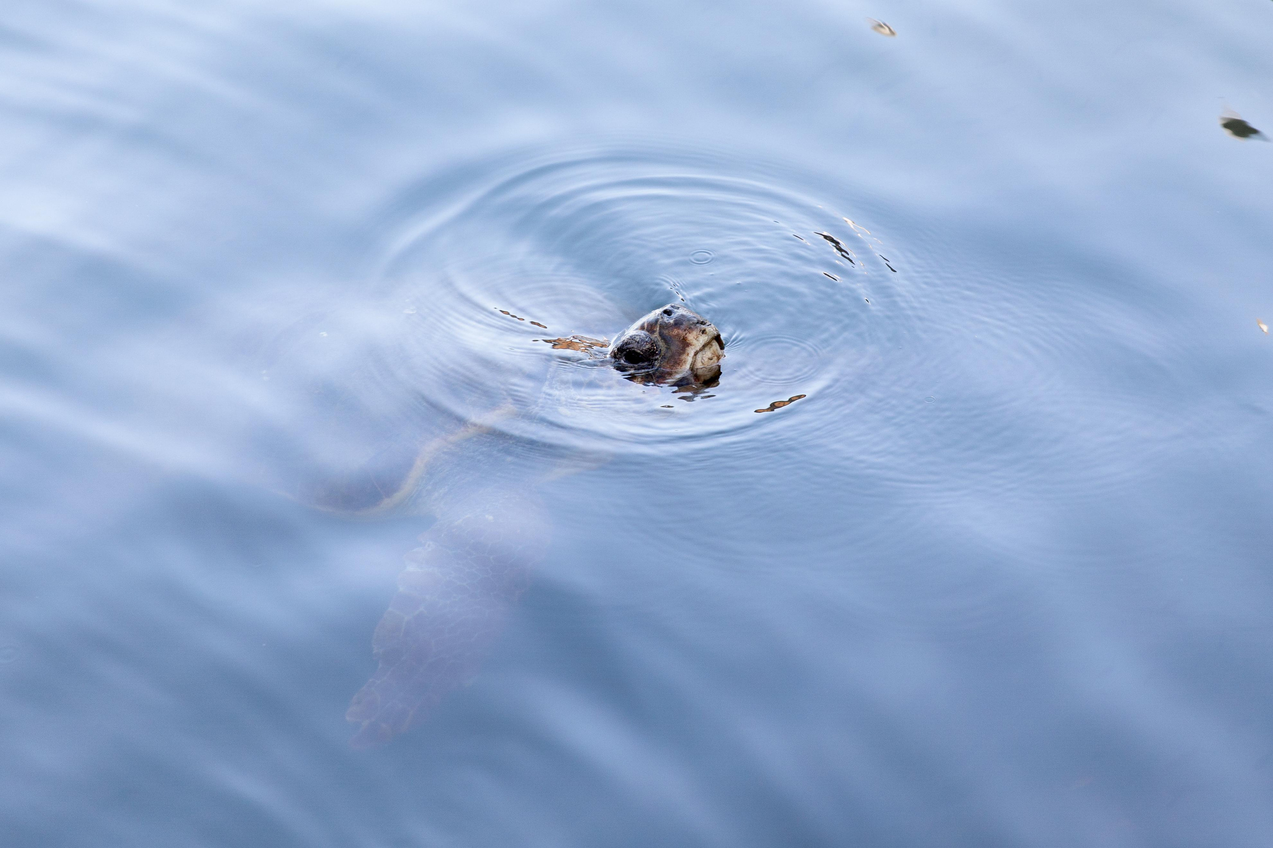 Турция 2021. Свадебный фотограф в Санкт-Петербурге Никита Кузякин