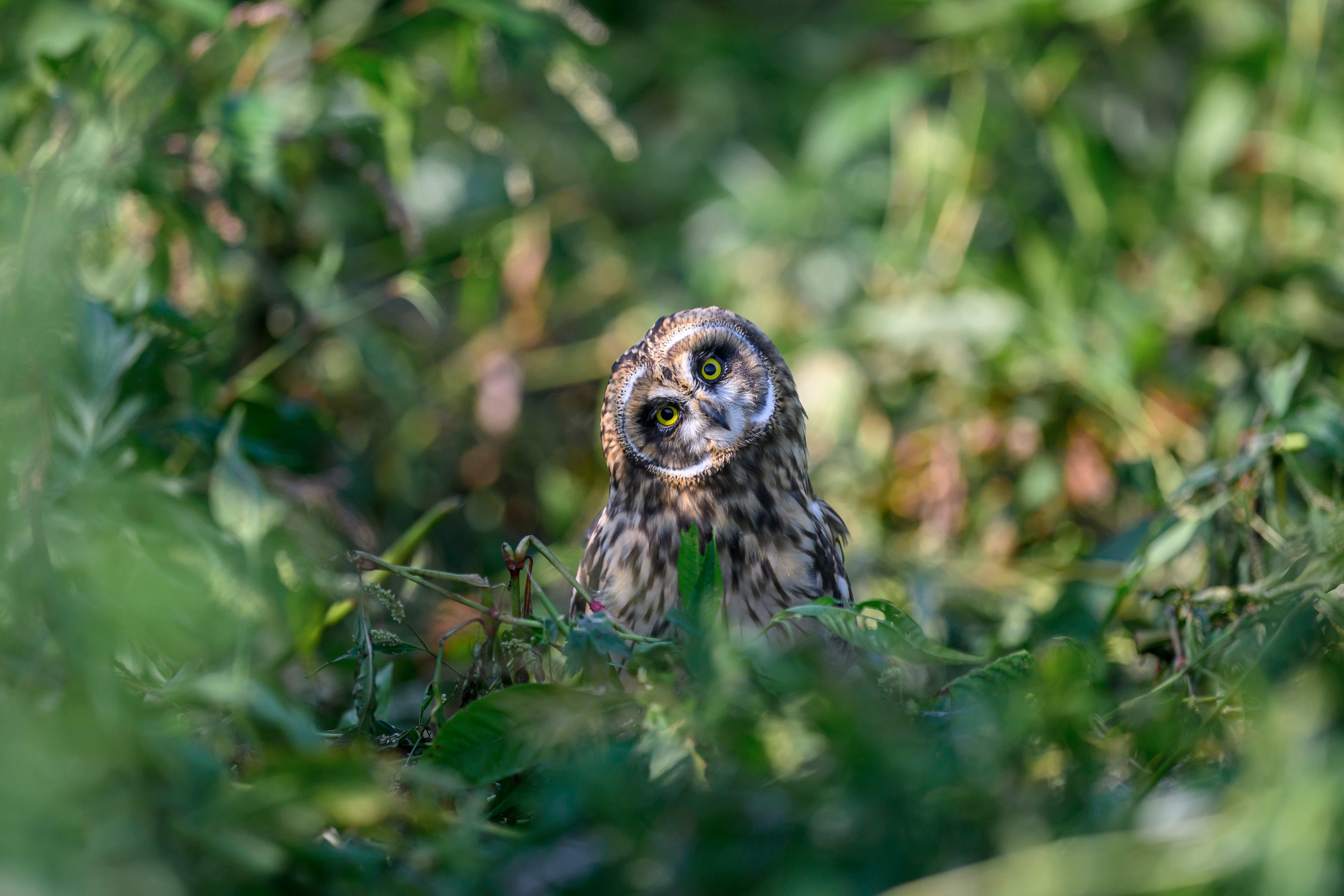 Утро с совятами. Morning with owlets. Wildlife photography by Sergey Puponin