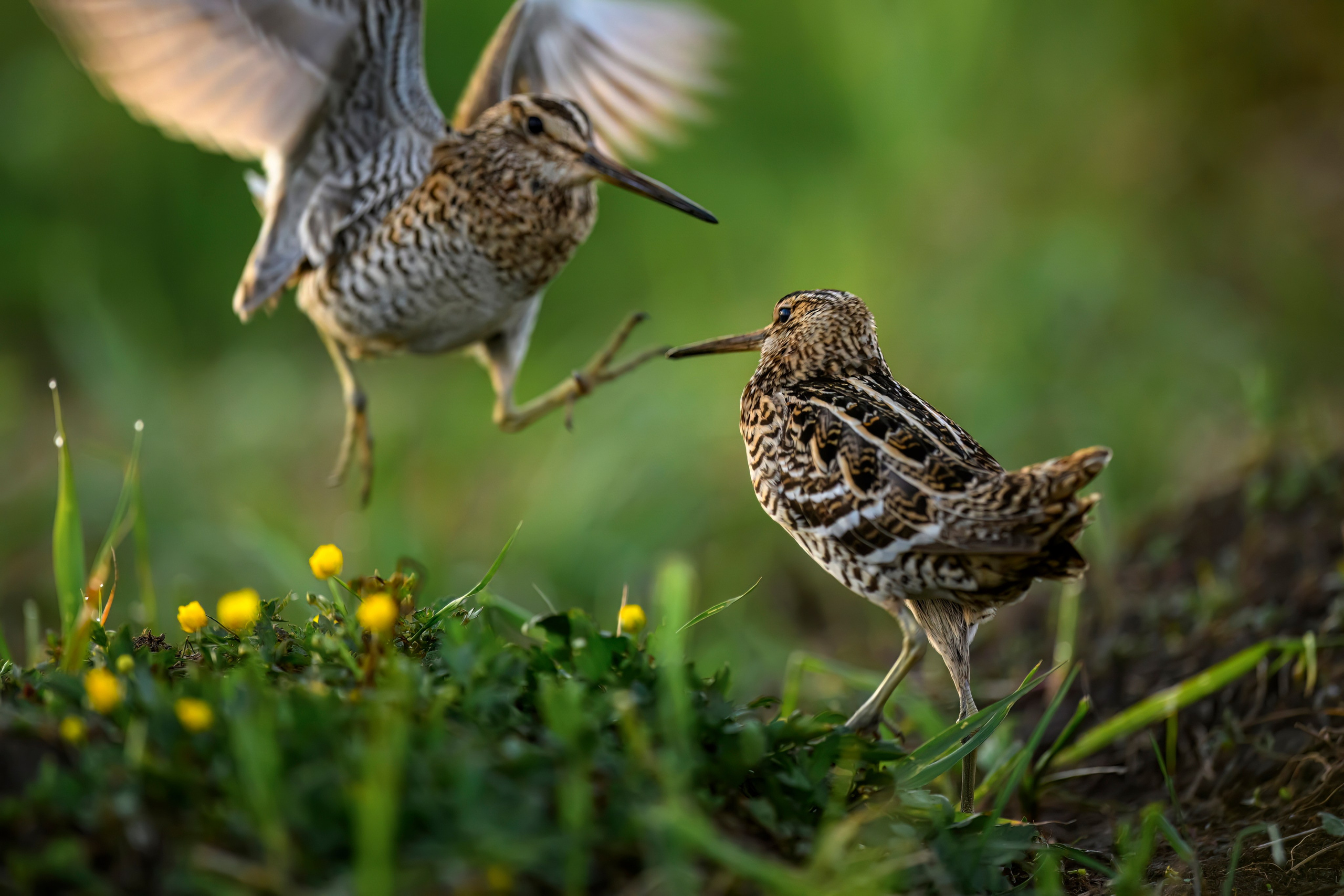 Дупелиный ток: настоящие гусары!. Фотограф Сергей Пупонин