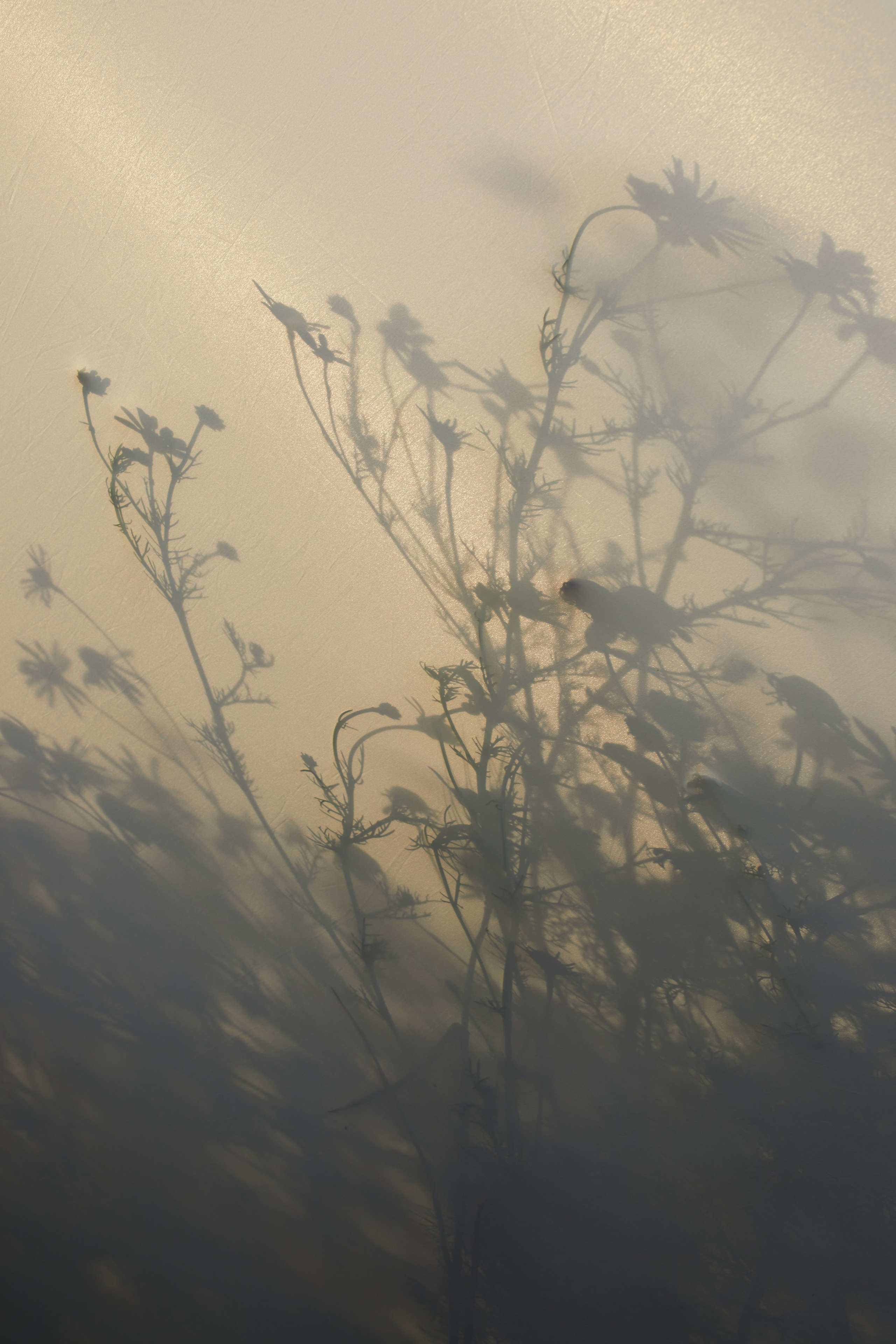 Летняя фотосессия в ромашковом поле. Фотограф в Москве и Одинцово Кравченко Кристина