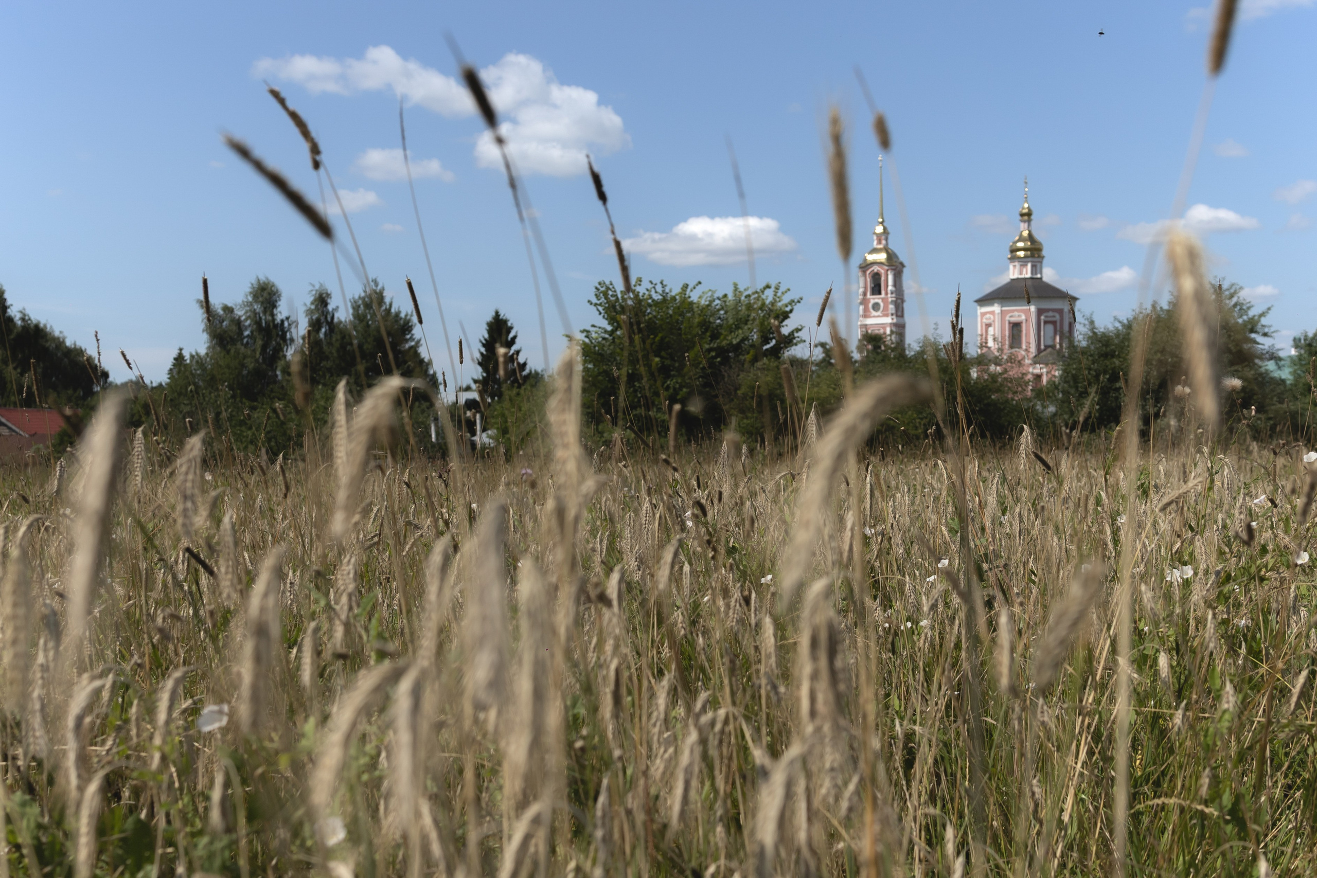 XXIV Праздник огурца в Суздале в Музее деревянного зодчества. Портретный фотограф в Москве Людмила Кочеткова