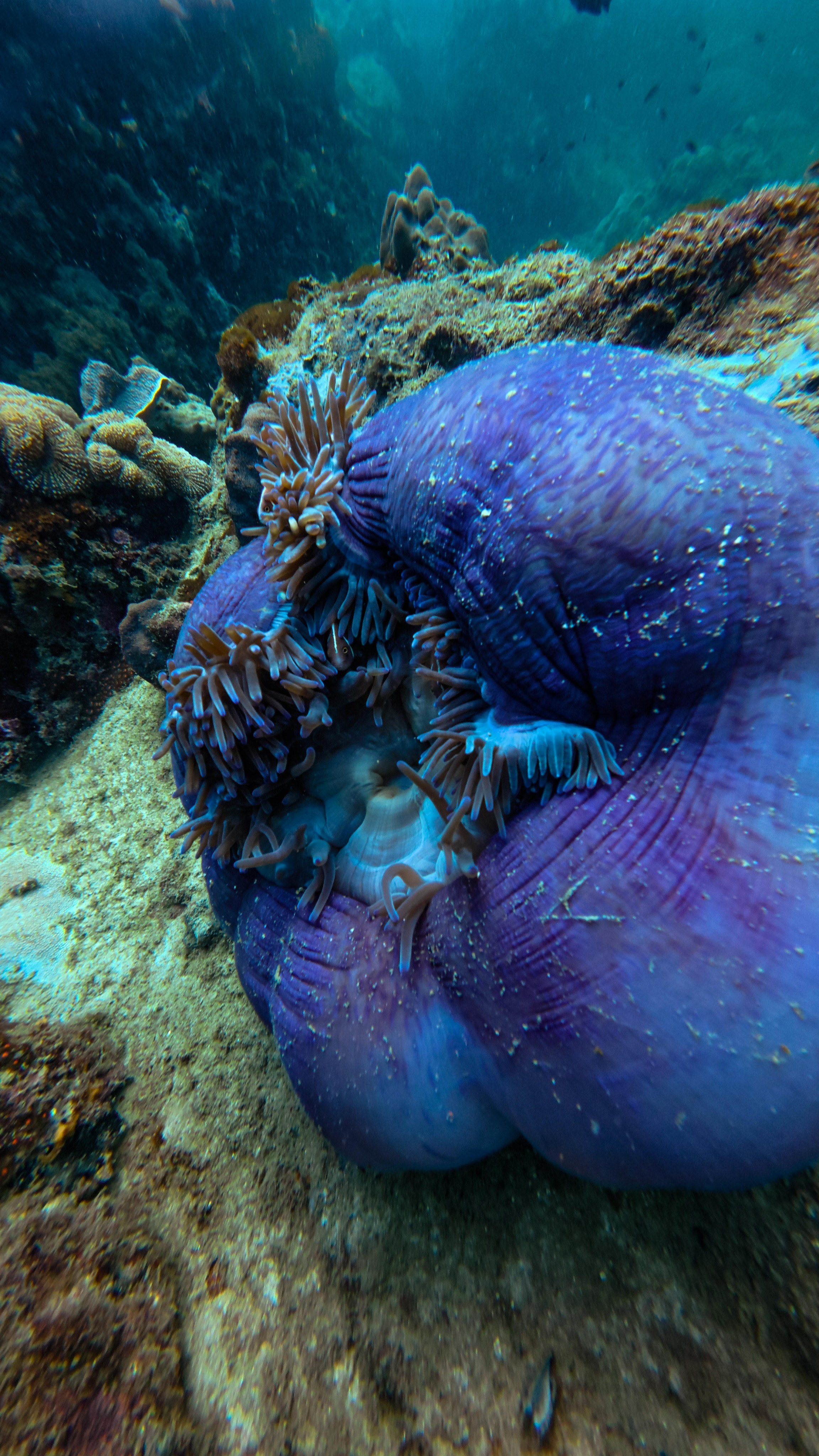 Для тех кто не боится сделать первый шаг. Дайвинг во Вьетнаме