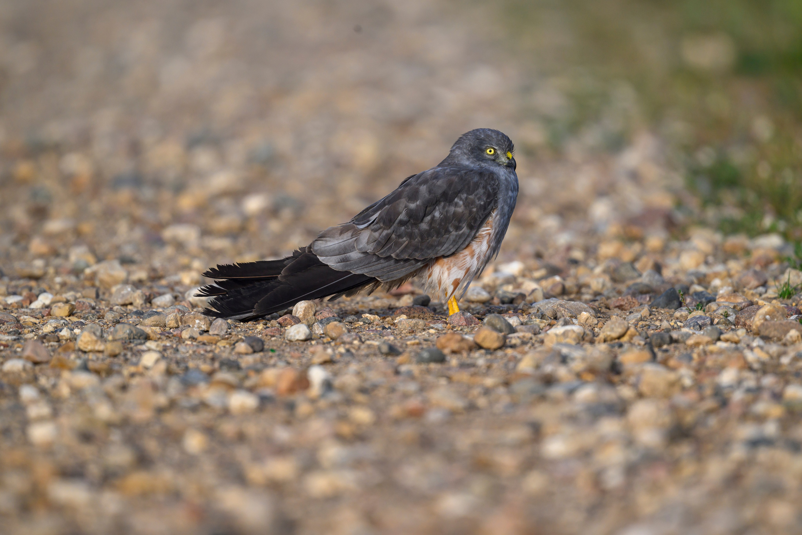 Луговой лунь. Montagu's Harrier. Фотограф Сергей Пупонин