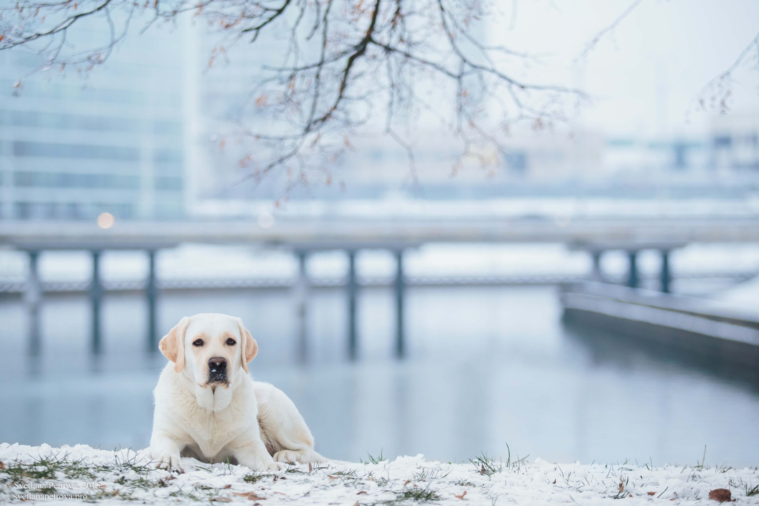 Фотограф Светлана Петрова