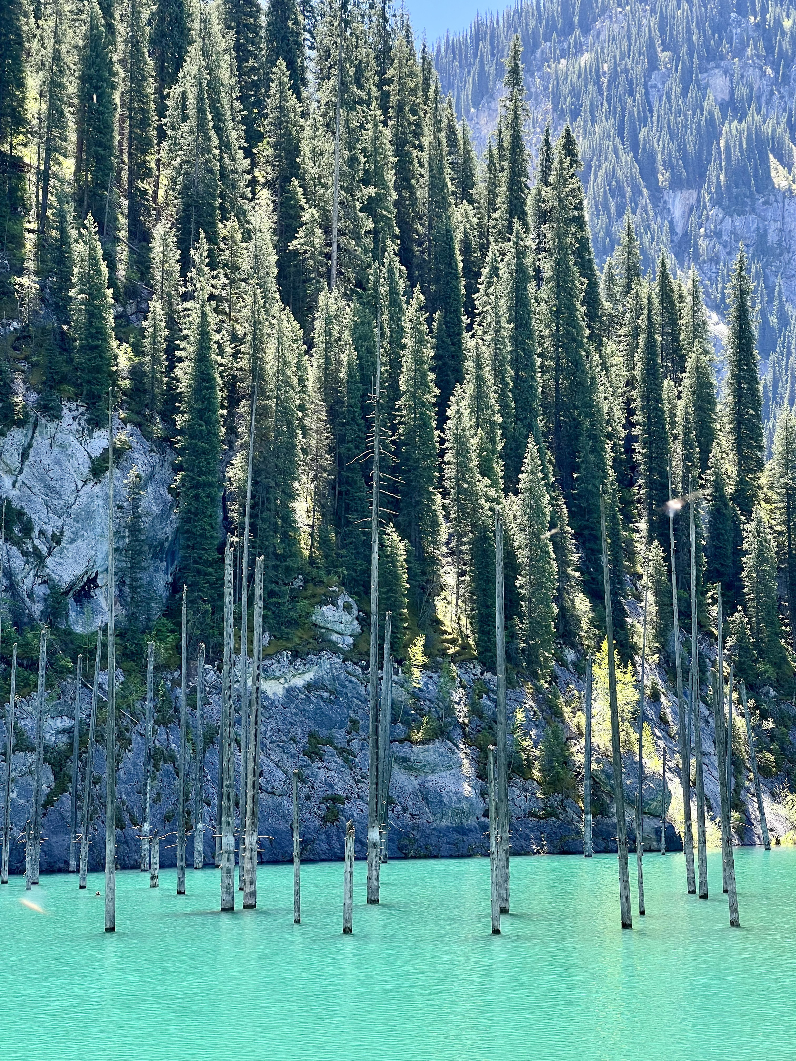 Изумрудное озеро Каинды в районе Алматы в Казахстане, из воды которого торчат высокие голые стволы деревьев. На заднем плане возвышаются скалы и густые хвойные леса, залитые ярким солнечным светом. Пейзаж передаёт атмосферу уединённости и природной красоты.