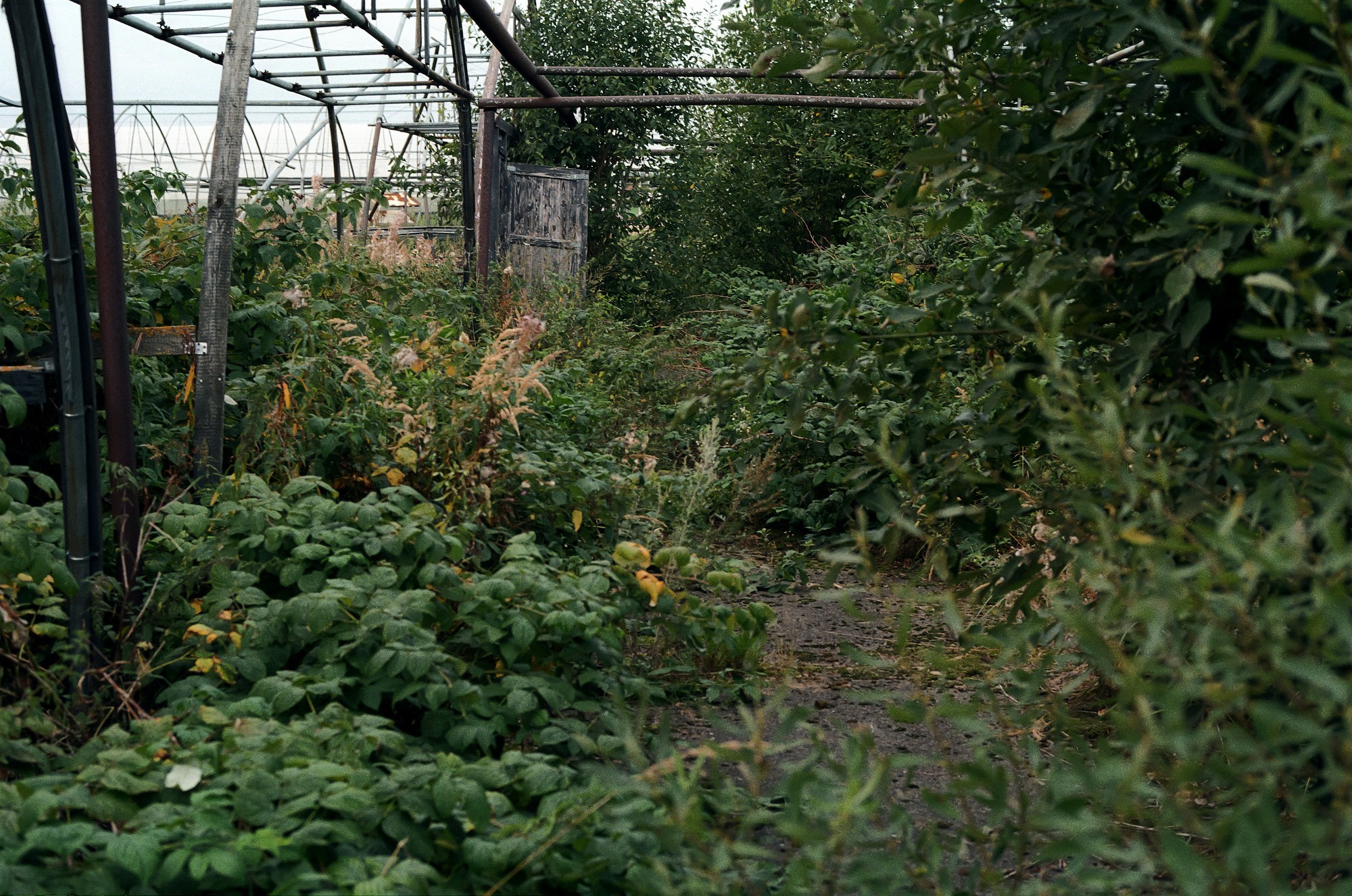 SuperFoodFarm. The history of the farm. Another person Pavel Potseluev. A photographer in 2025
