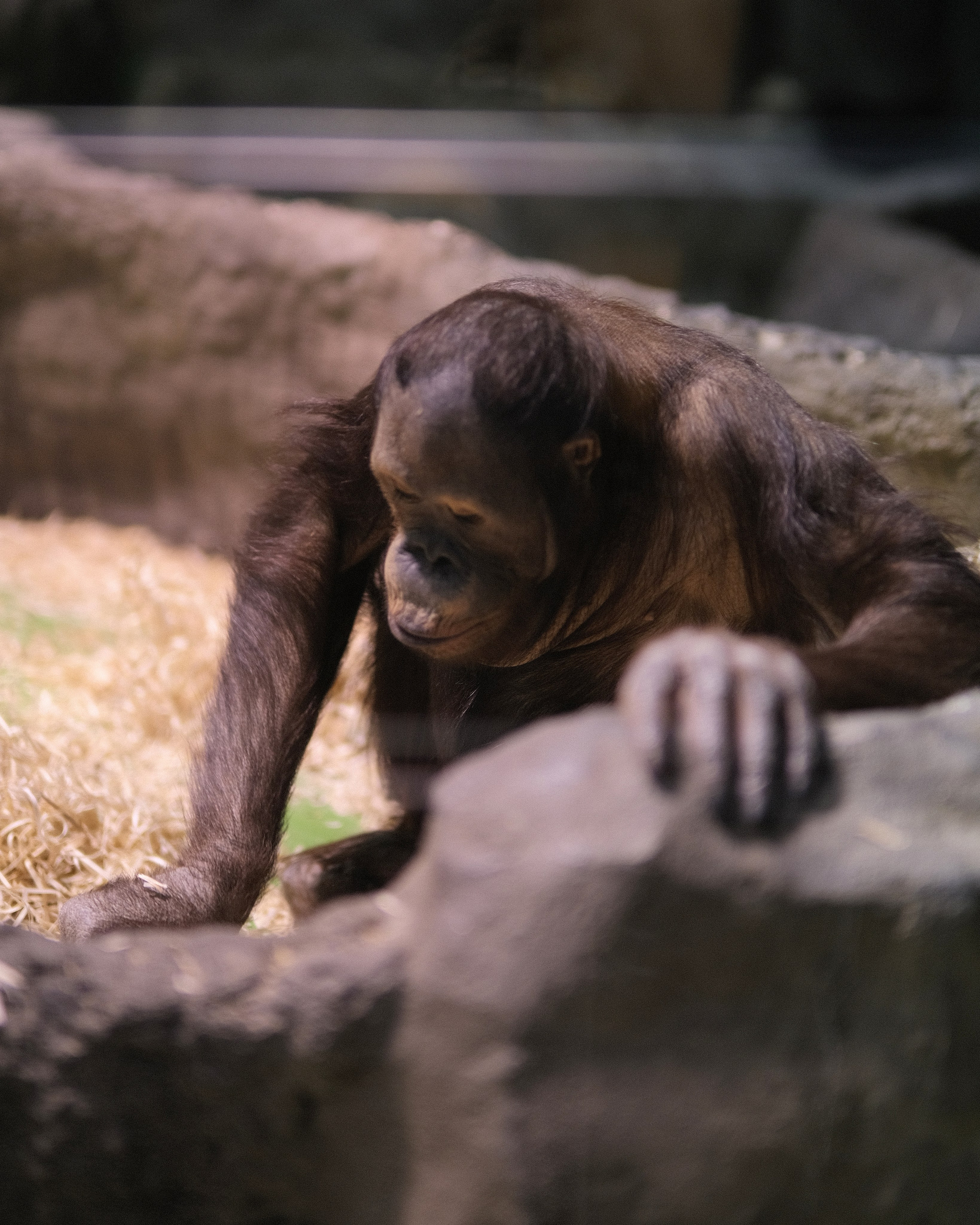 Московский зоопарк, молодой шимпанзе в вольере, приматы и жизнь зоопарка зимой