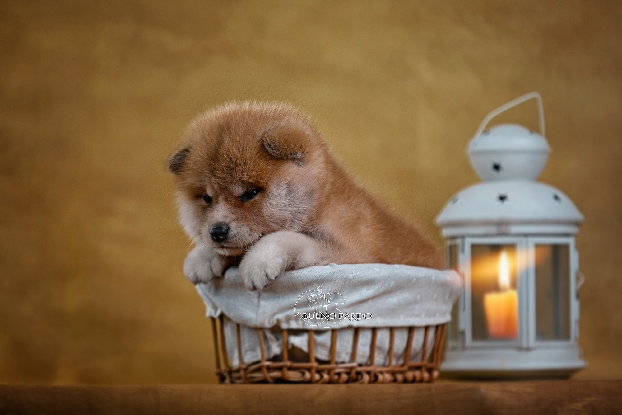 Щенки японской акита ину из питомника. Питомник собак Акита, Хаски, Корги