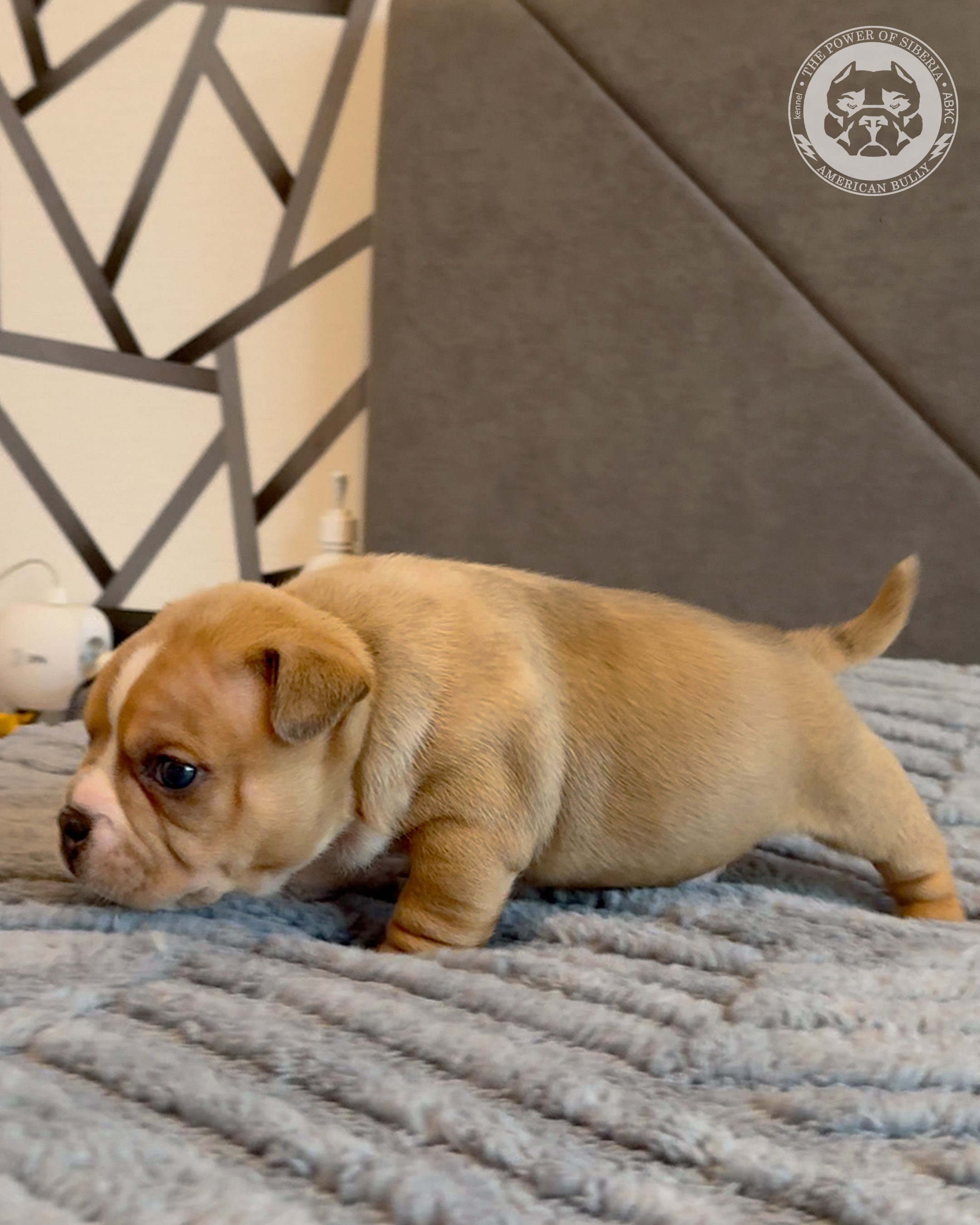 15.03.26-Баффи-Зевс. Американский Булли в г. Ростов-на-Дону. Питомник THE POWER OF SIBERIA