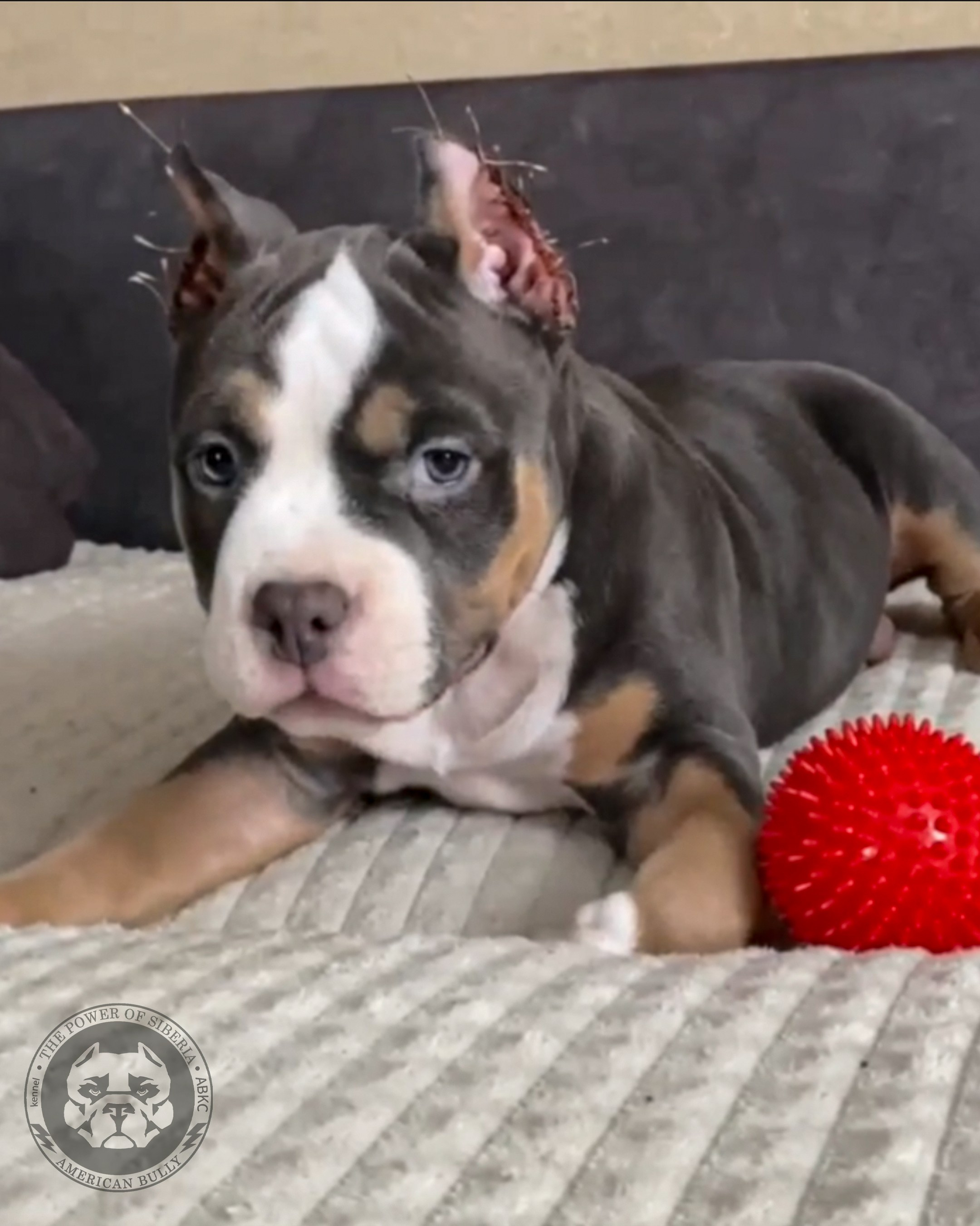Помет Турук и Мия 13.12.25. Американский Булли в г. Ростов-на-Дону. Питомник THE POWER OF SIBERIA