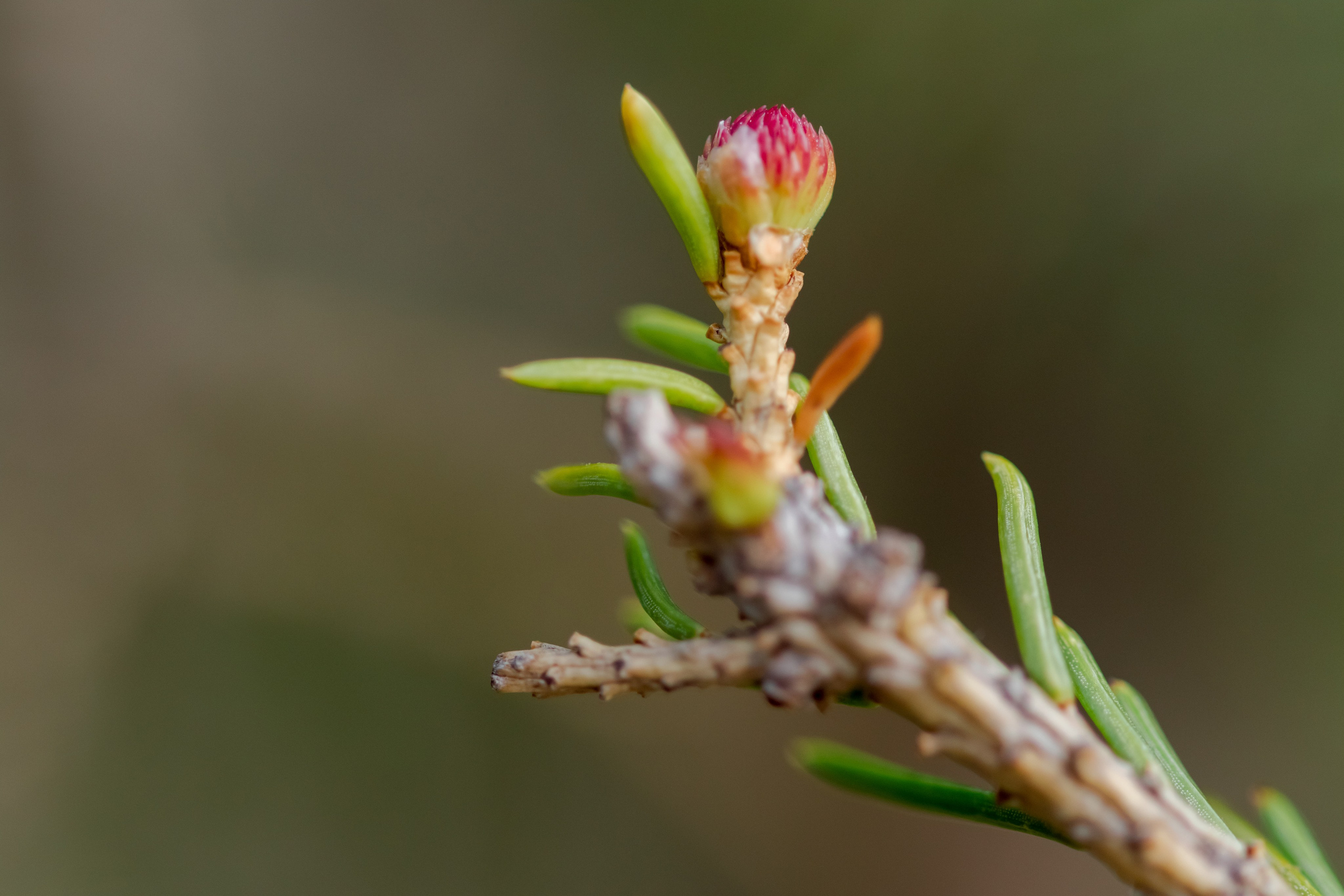 Горный Алтай. Фотограф Кирилл Мешков Кемерово