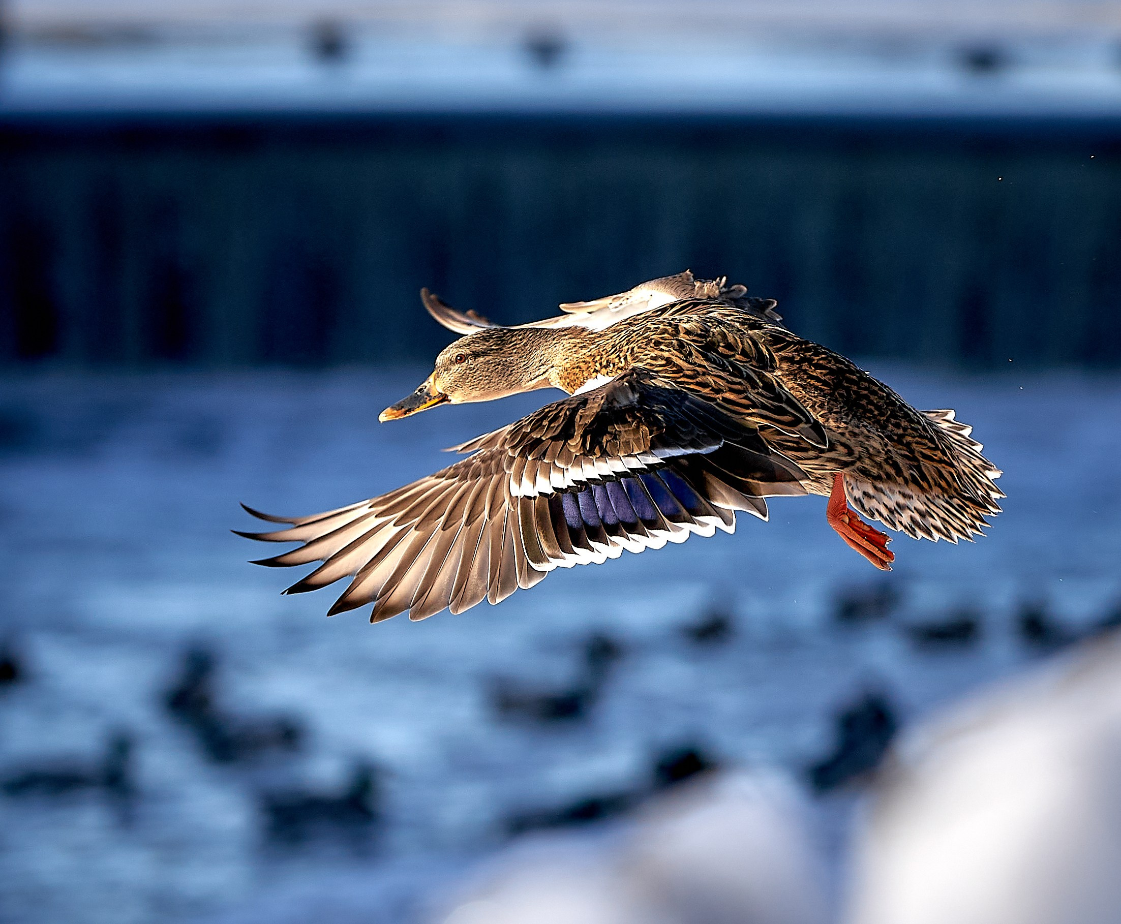 фото дикой природы, птицы