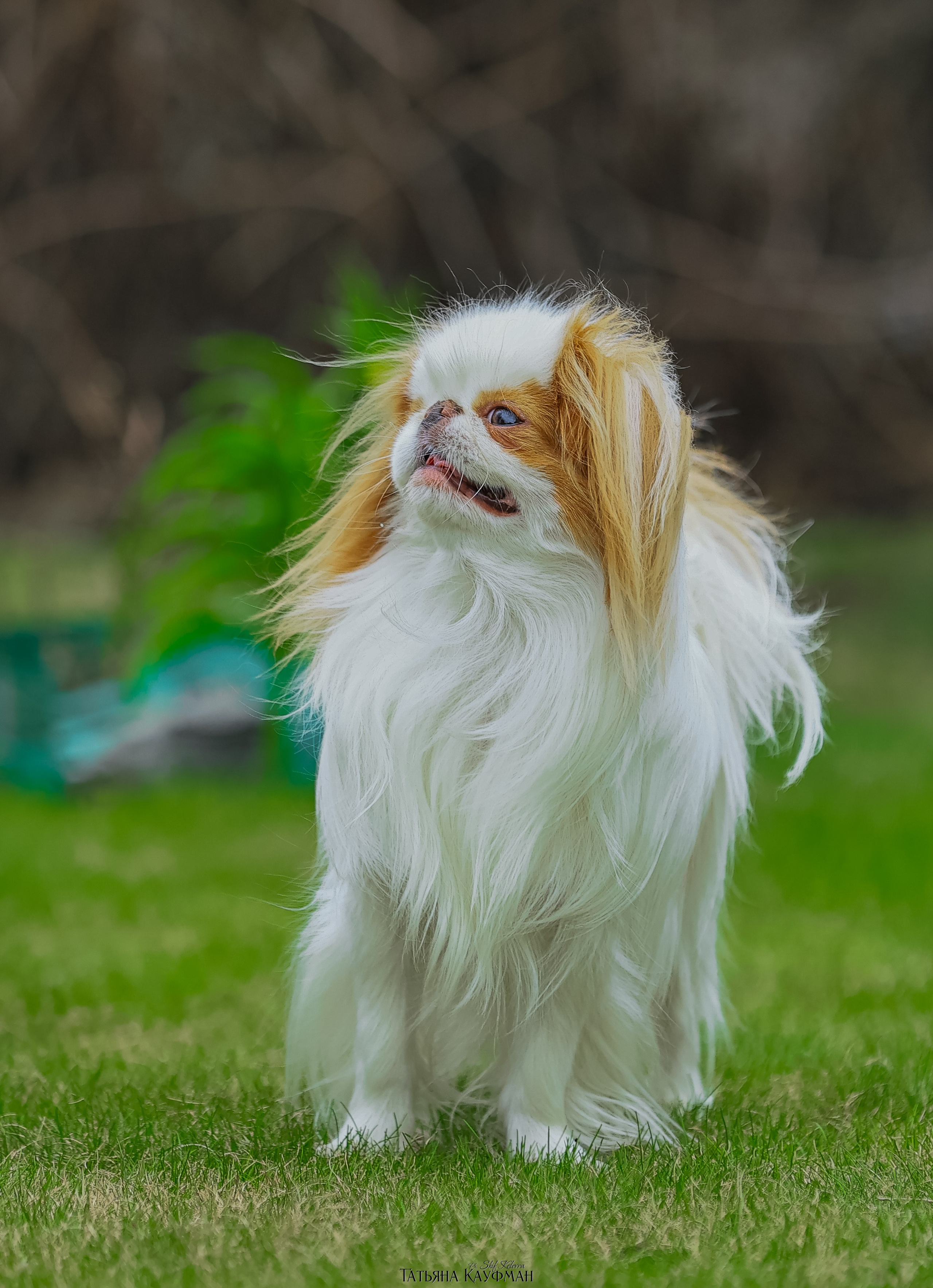 Японский хин, фотография японский хин, собака в цветах, красивая собака, фотограф анималист, фотокурс Анималистика, научиться фотографировать собак, фотограф Новосибирск