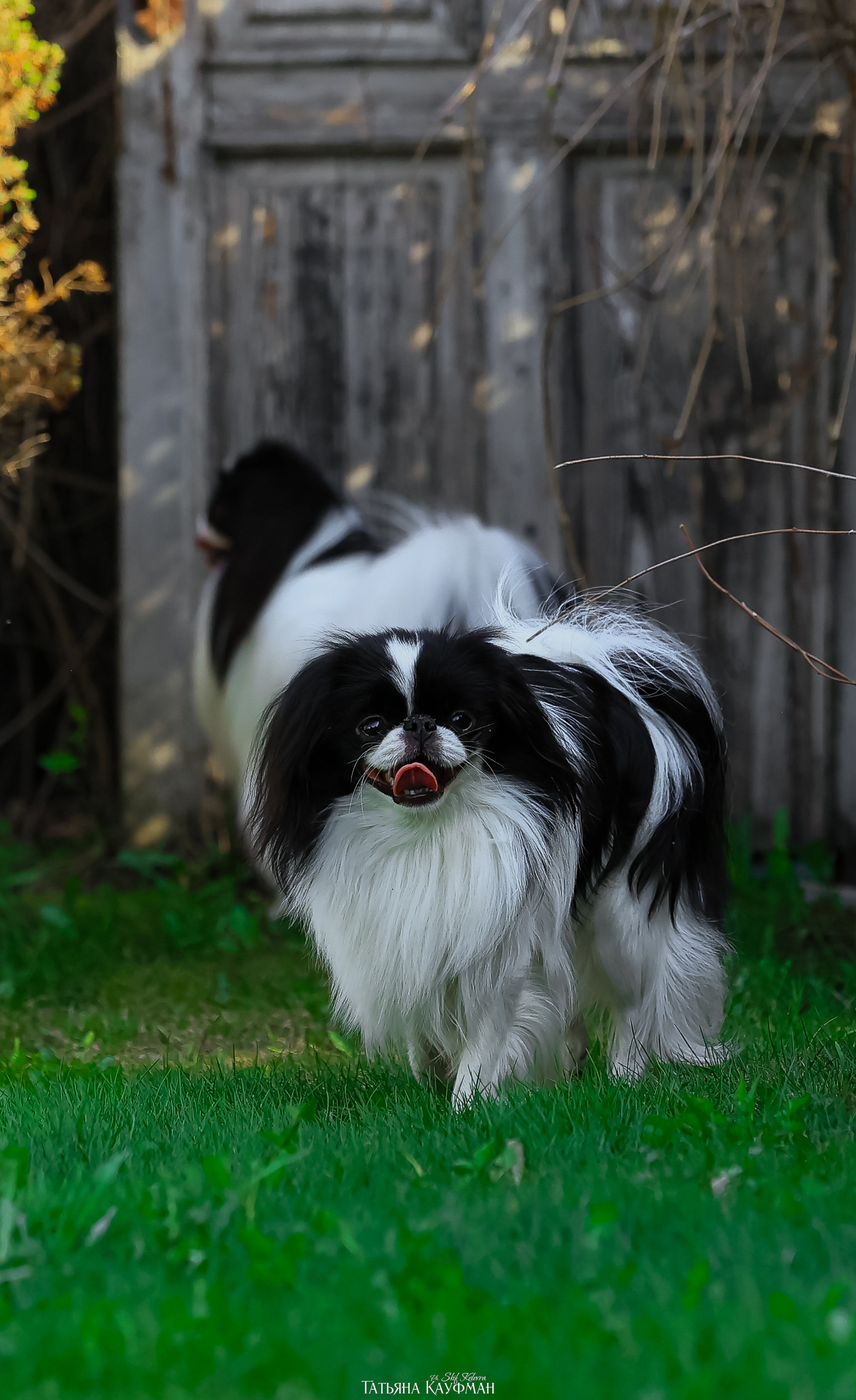 Японский хин, фотография японский хин, собака в цветах, красивая собака, фотограф анималист, фотокурс Анималистика, научиться фотографировать собак, фотограф Новосибирск