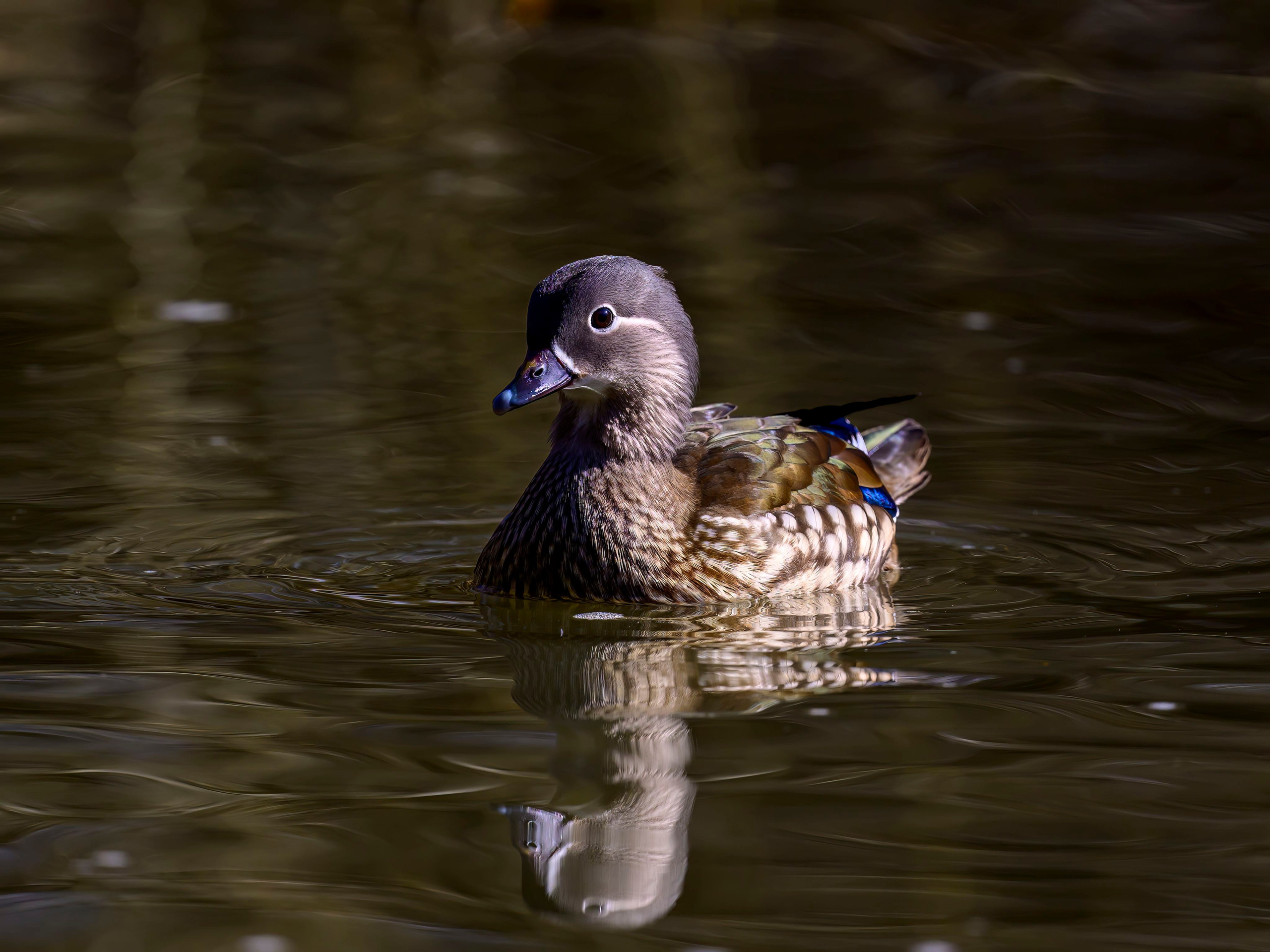 Мандаринки. Wildlife photography by Sergey Puponin