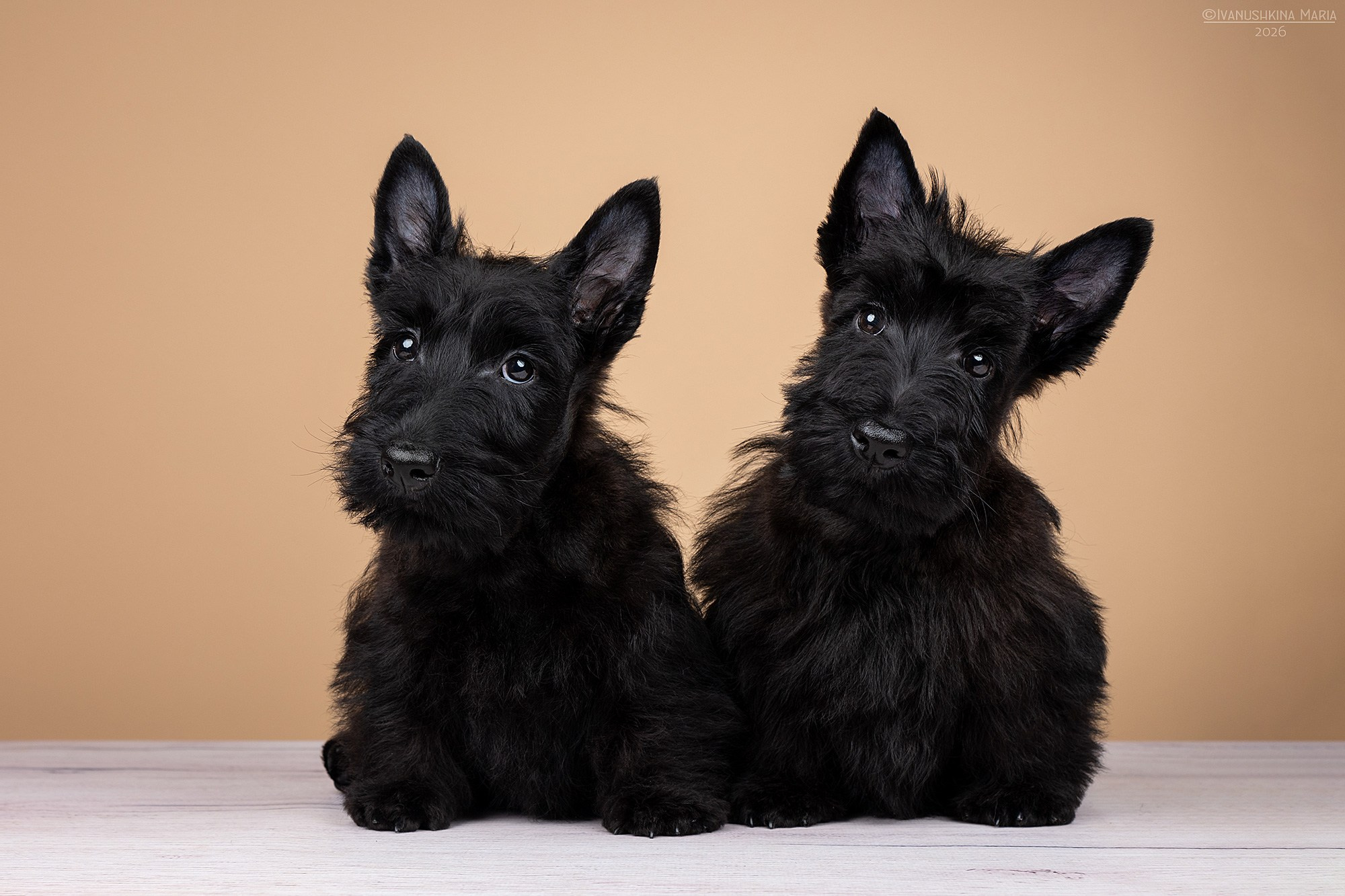 Фотосессия щенков на фонах. Фотограф собак в Москве и Московской области Иванушкина Мария