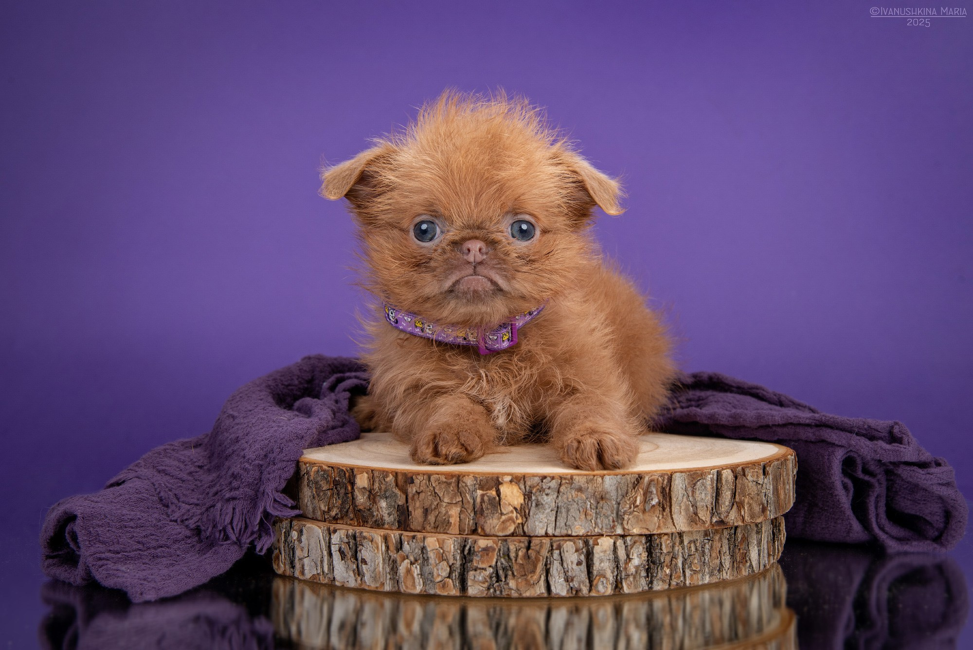 Фотосессия щенков на фонах. Фотограф собак в Москве и Московской области Иванушкина Мария